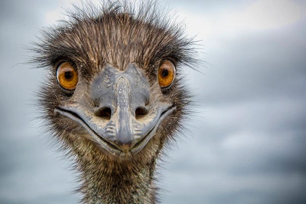 Jesus our hope, and buying an ostrich
