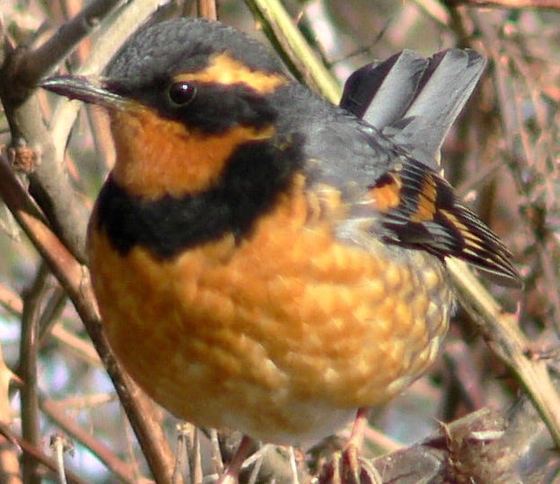 The Song of the World The Song of the World