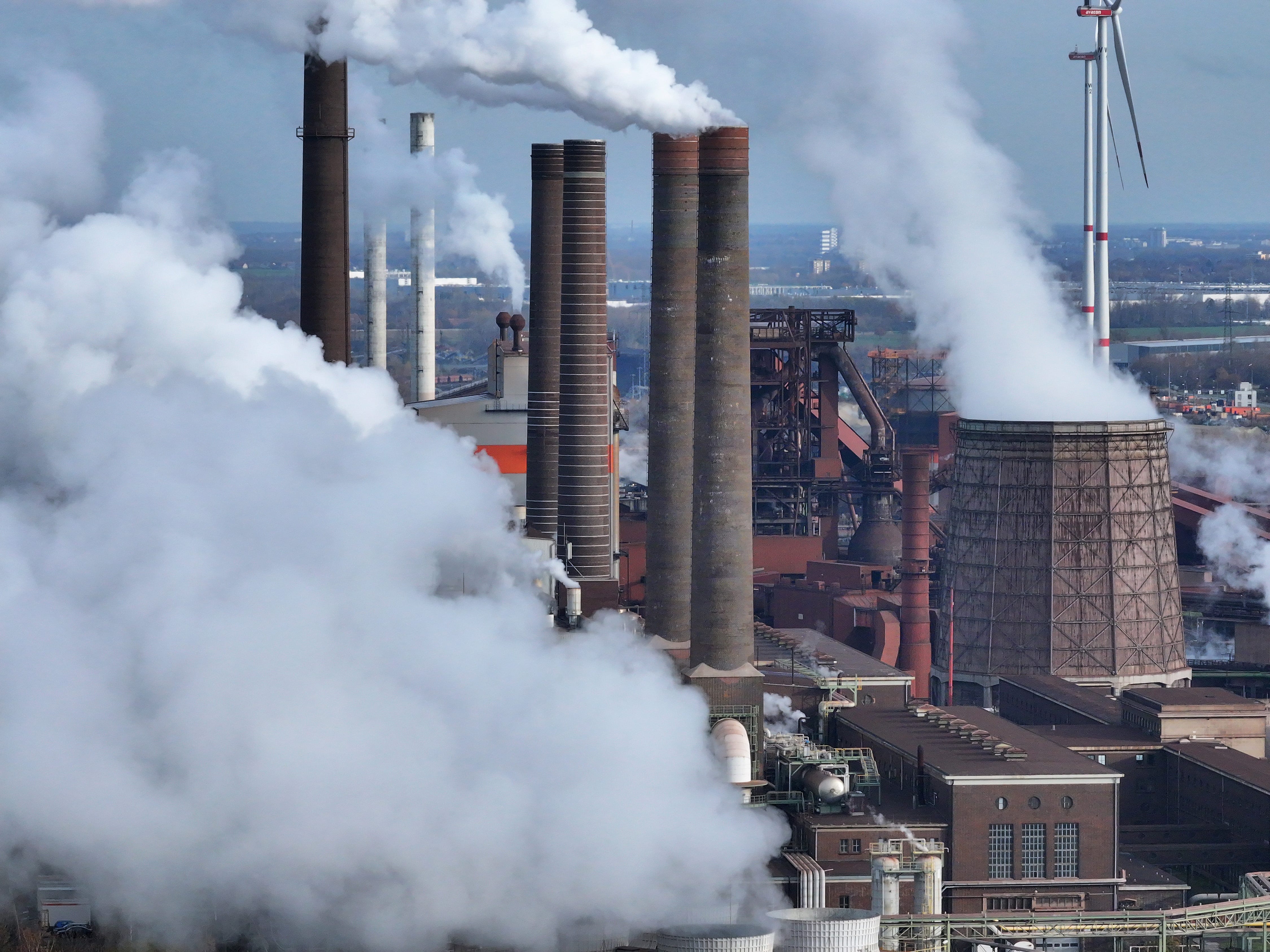 The Kākā by Bernard Hickey
