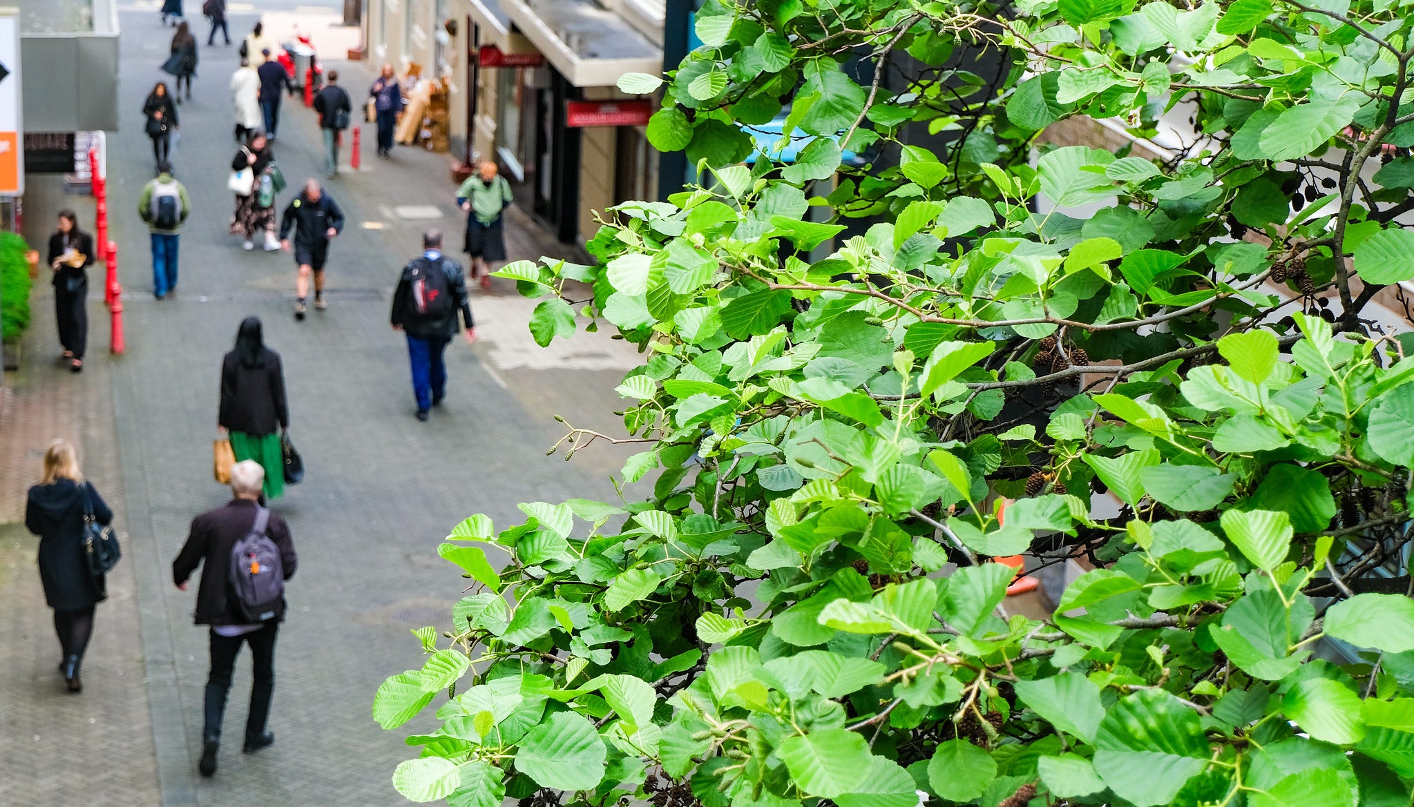 The Kākā by Bernard Hickey