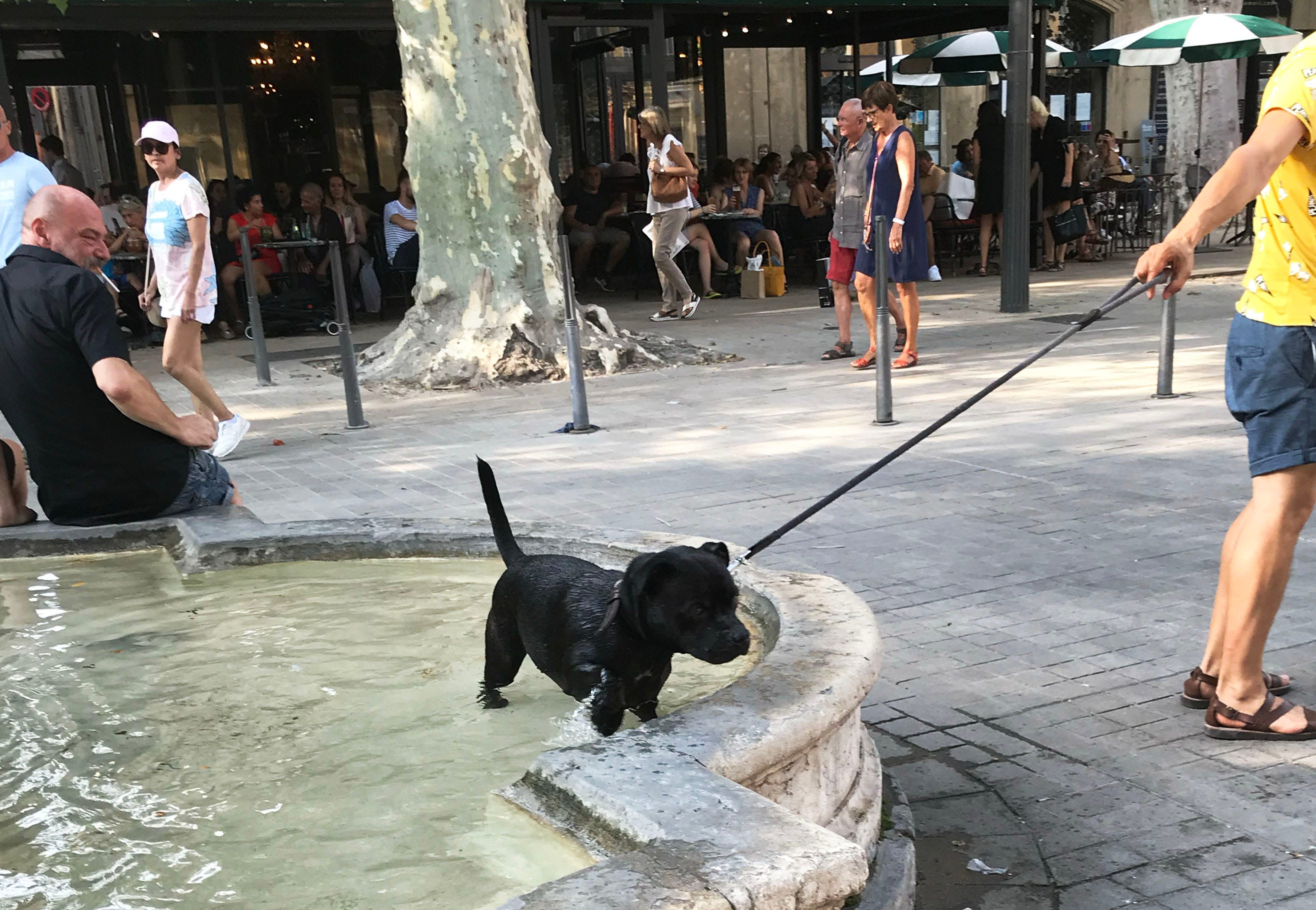 The Kākā by Bernard Hickey
