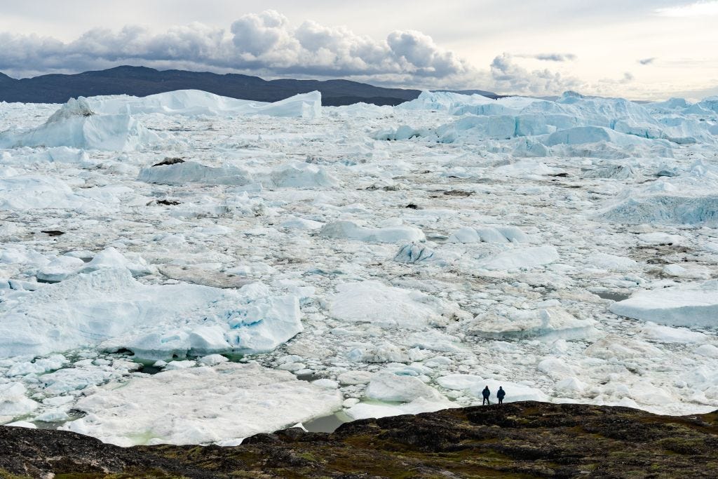 The Kākā by Bernard Hickey