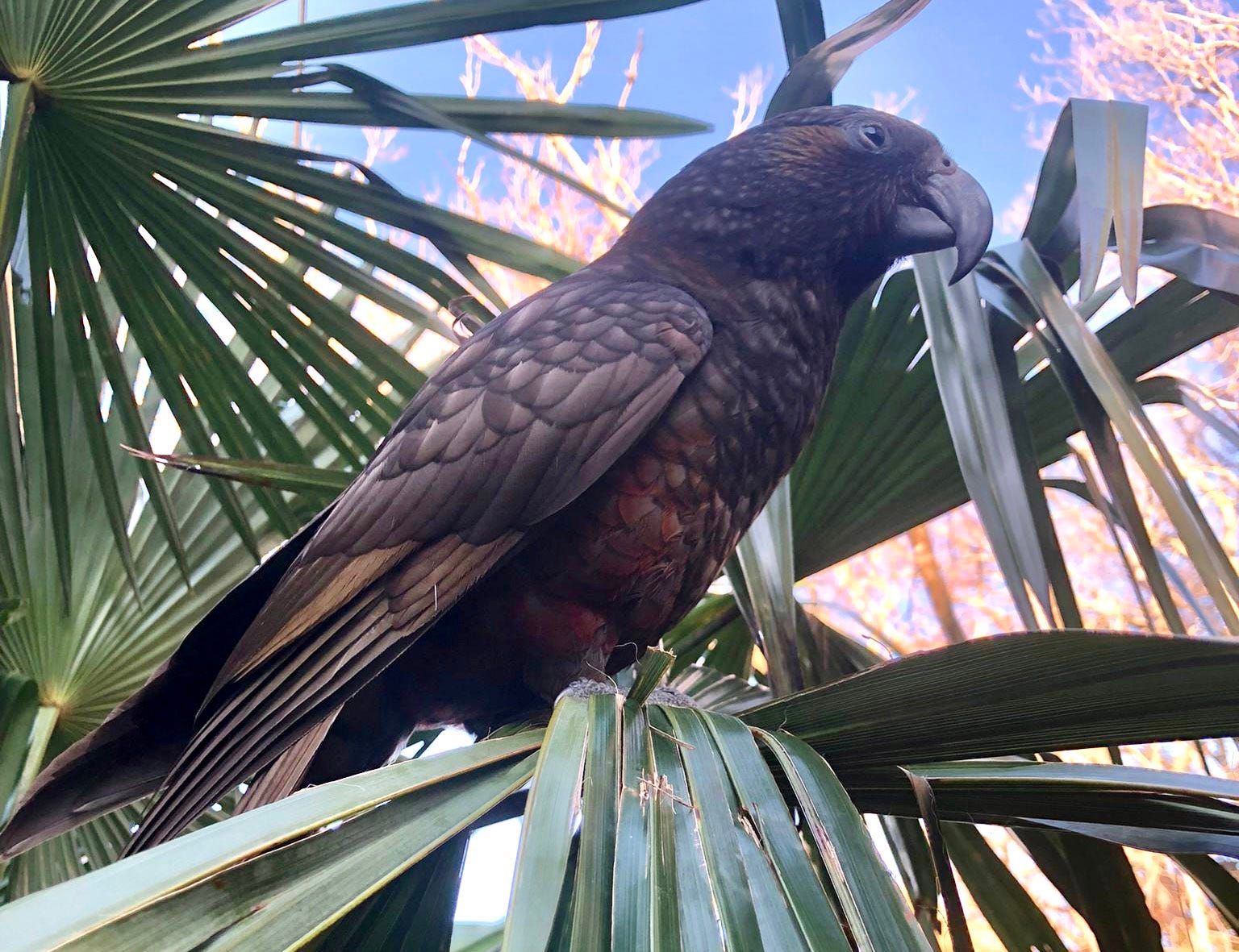 Introducing The Kākā Project of 2026 for 2050 (TKP 26/50) episode artwork