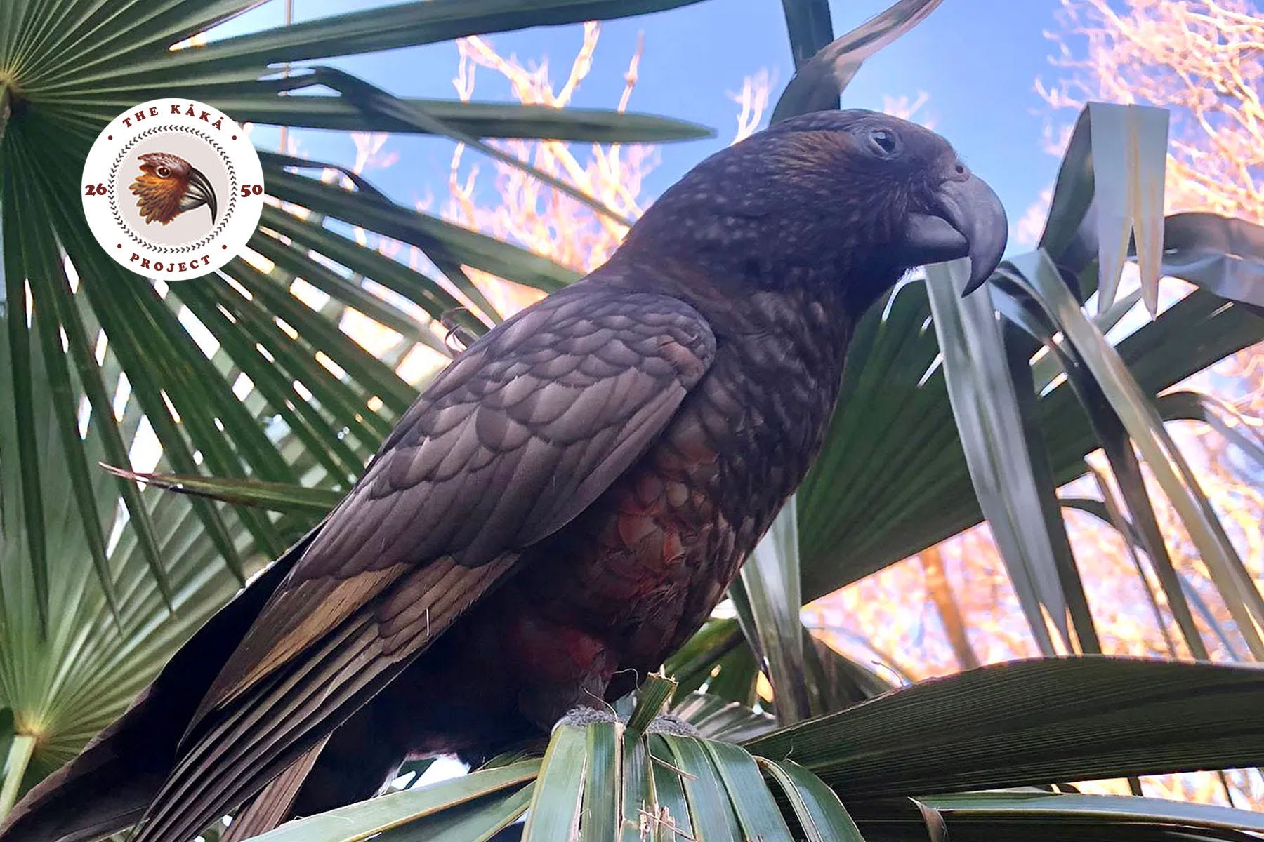 Starting The Kākā Project of 2026 for 2050 (TKP 26/50) episode artwork