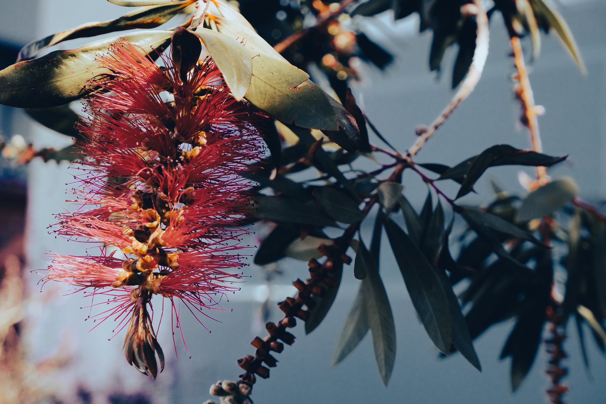An experiment and our Christmas offer to subscribe to The Kākā episode artwork