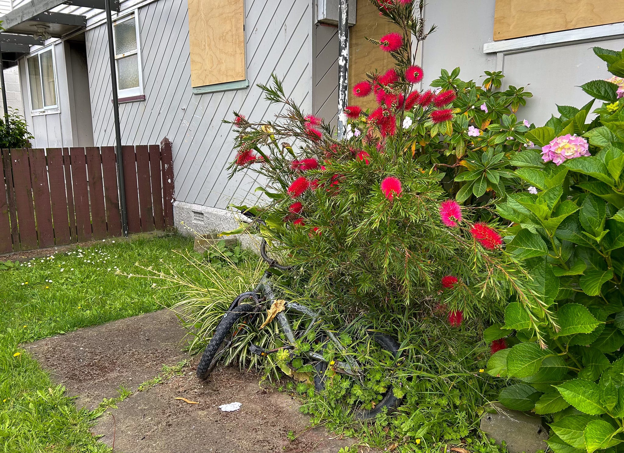 The Kākā by Bernard Hickey
