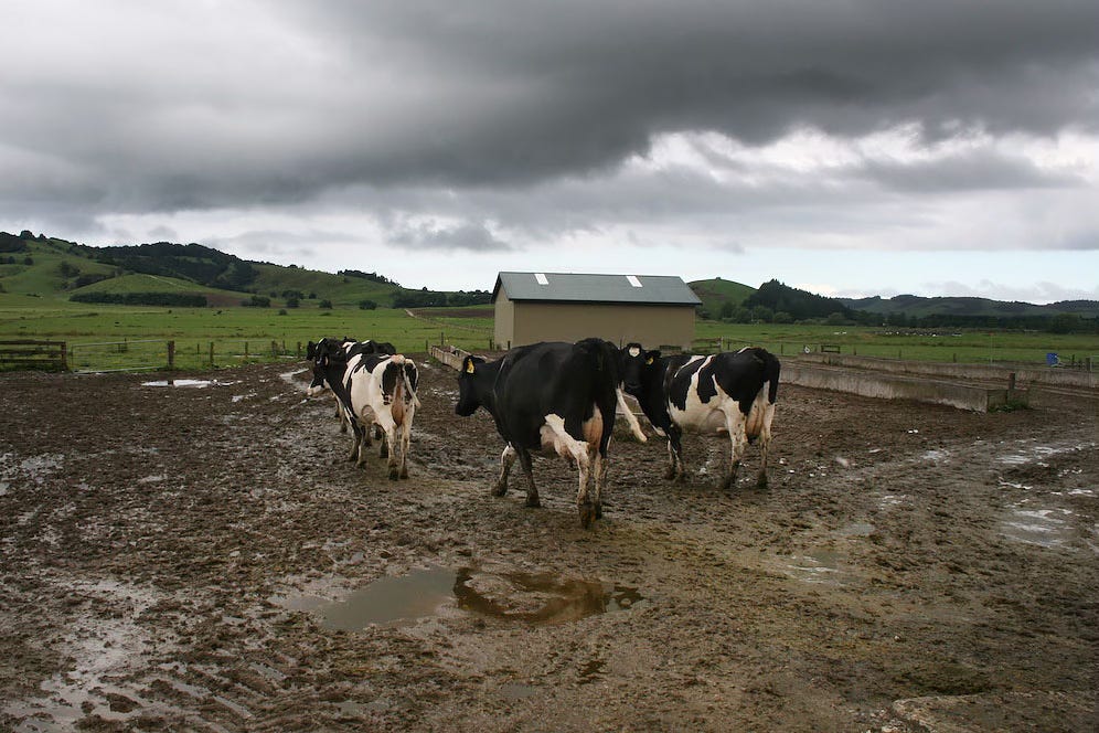 The Kākā by Bernard Hickey