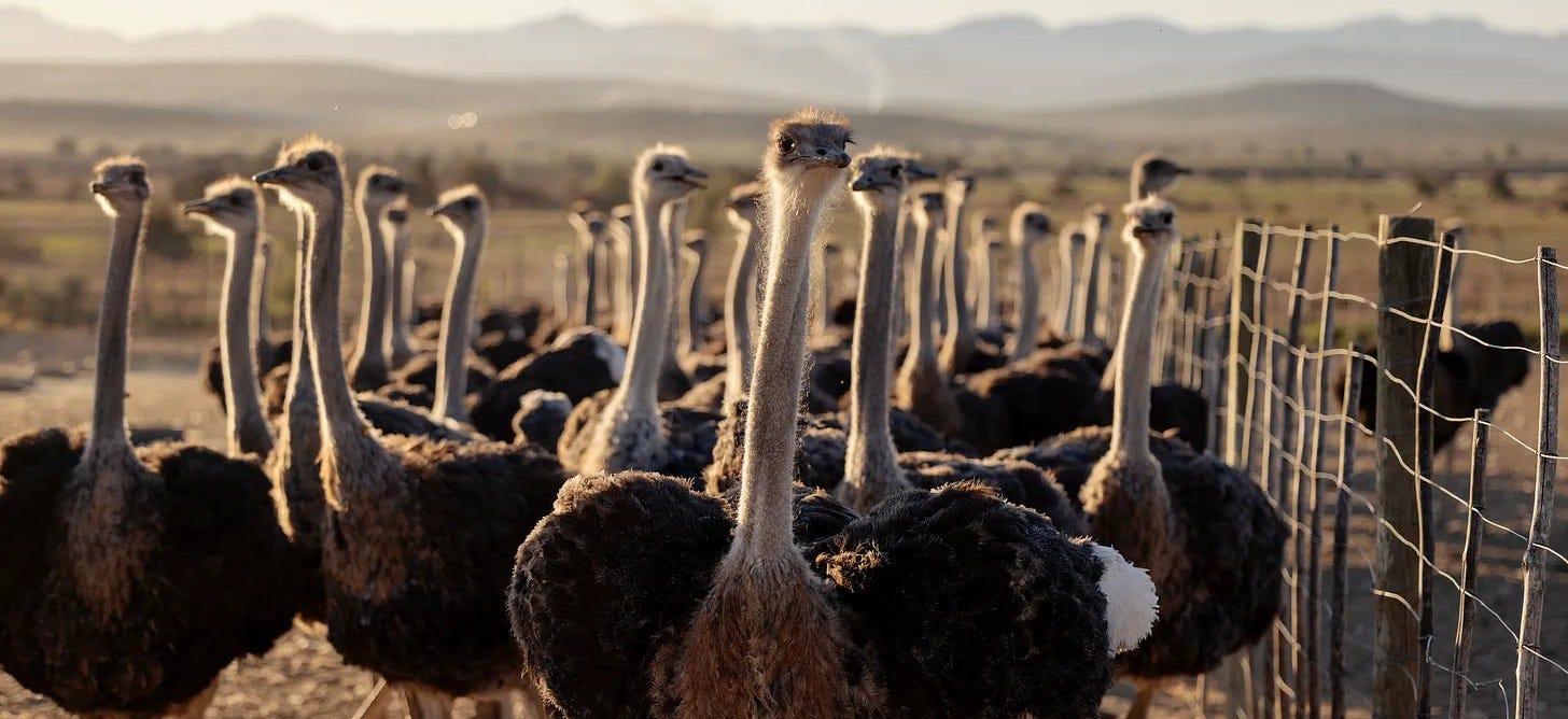 Listen to This Article: Orwell Watch: The Great Canadian "Ostrich Cull"