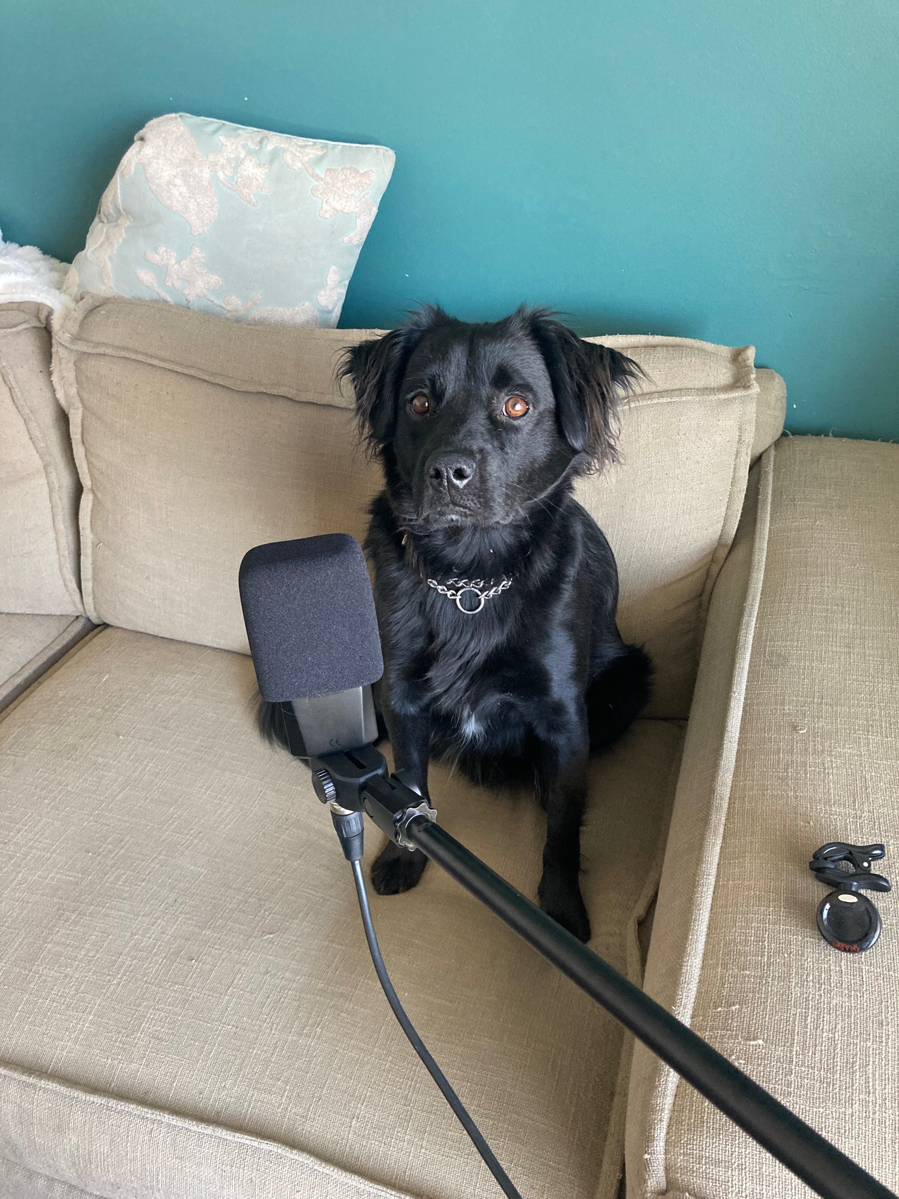 Interview: Creating Audiobooks with the Howls From the Scene of the Crime Team