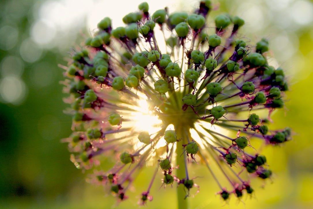 Emerging Form