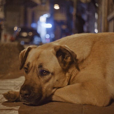Elizabeth Lo captures the romance of urban dog life in "Stray" Elizabeth Lo captures the romance of urban dog life in "Stray"