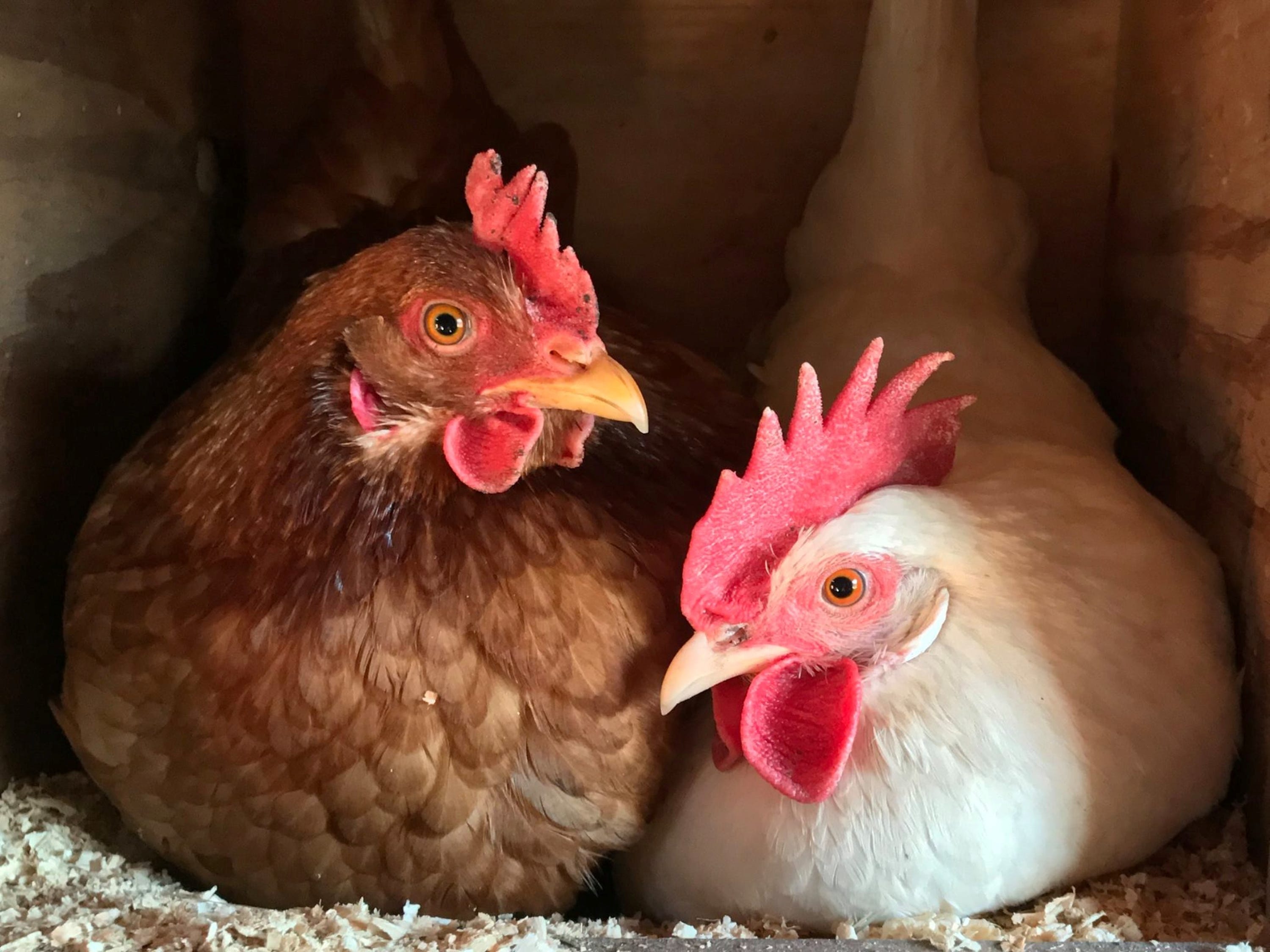 Story Time at Clatter Ridge Farm