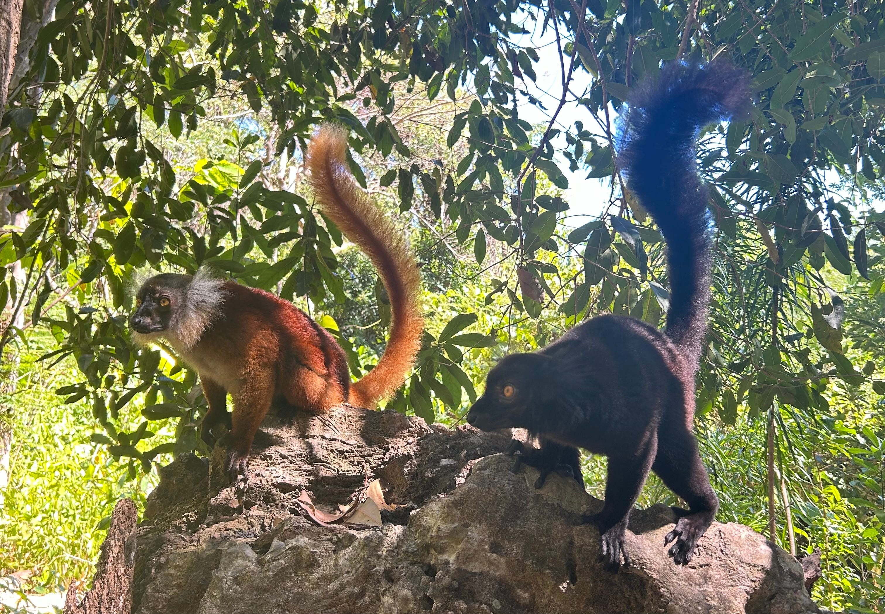 Bestiale #134 - Lemuri e altri animali incredibili: speciale Madagascar 🏝️