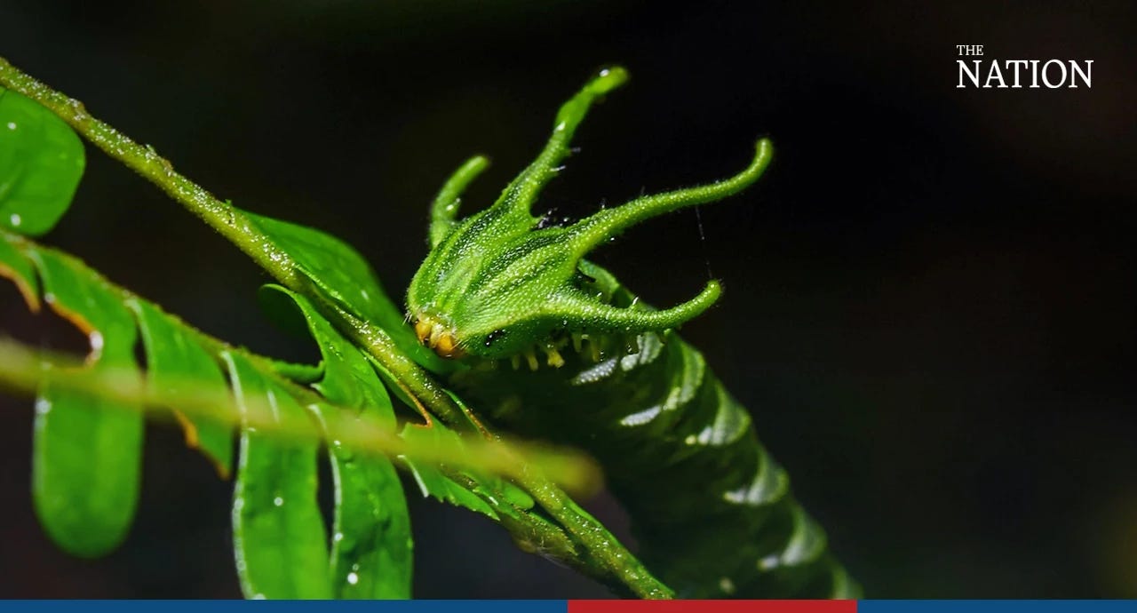 Bestiale #130 - Un bruco-drago, rinoceronti con corni radioattivi e altri animali