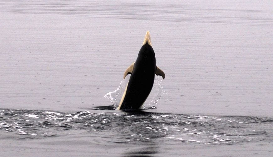 Bestiale #135 - Il lissodelfino australe, ragni ingegnosi e altri animali