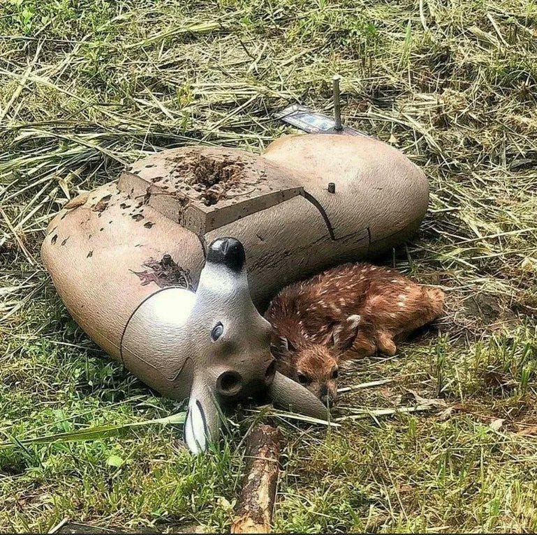 Bestiale #150 - Piccoli cerbiatti nascosti, ghepardi miagolanti e altri animali