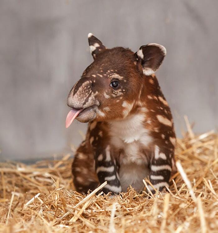 Bestiale #152 - Il tapiro, gli aironi guardabuoi e altri animali