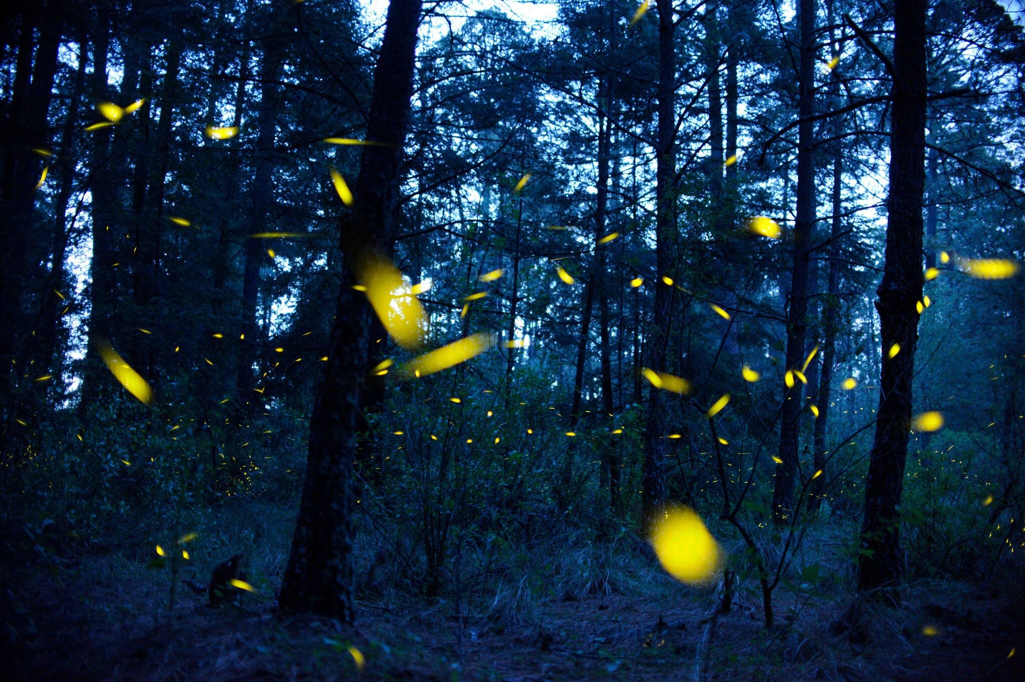 A Night of Texas Fireflies - Luke's First Kiss episode artwork