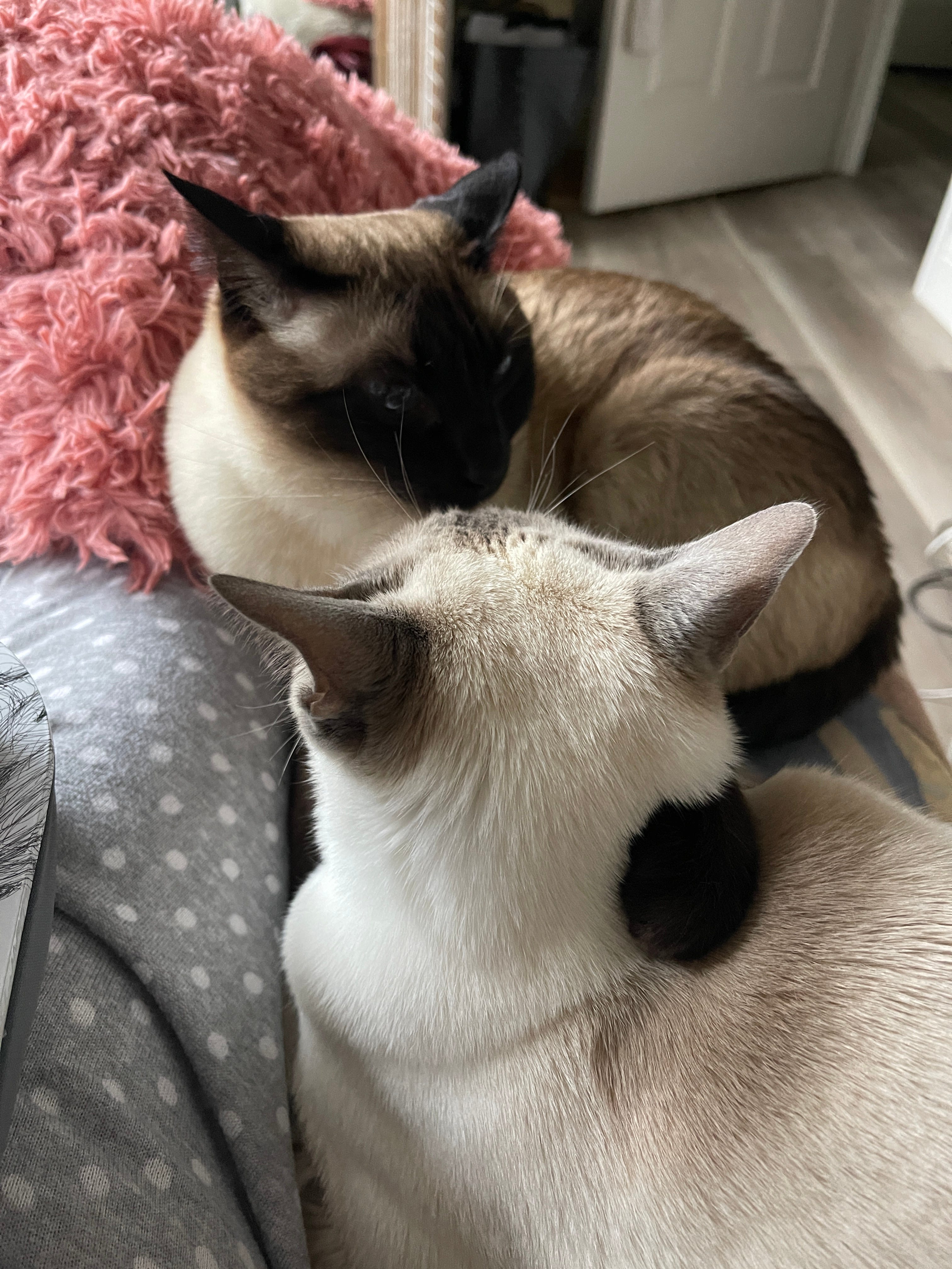 What I’m learning from my 🐈‍⬛ cats