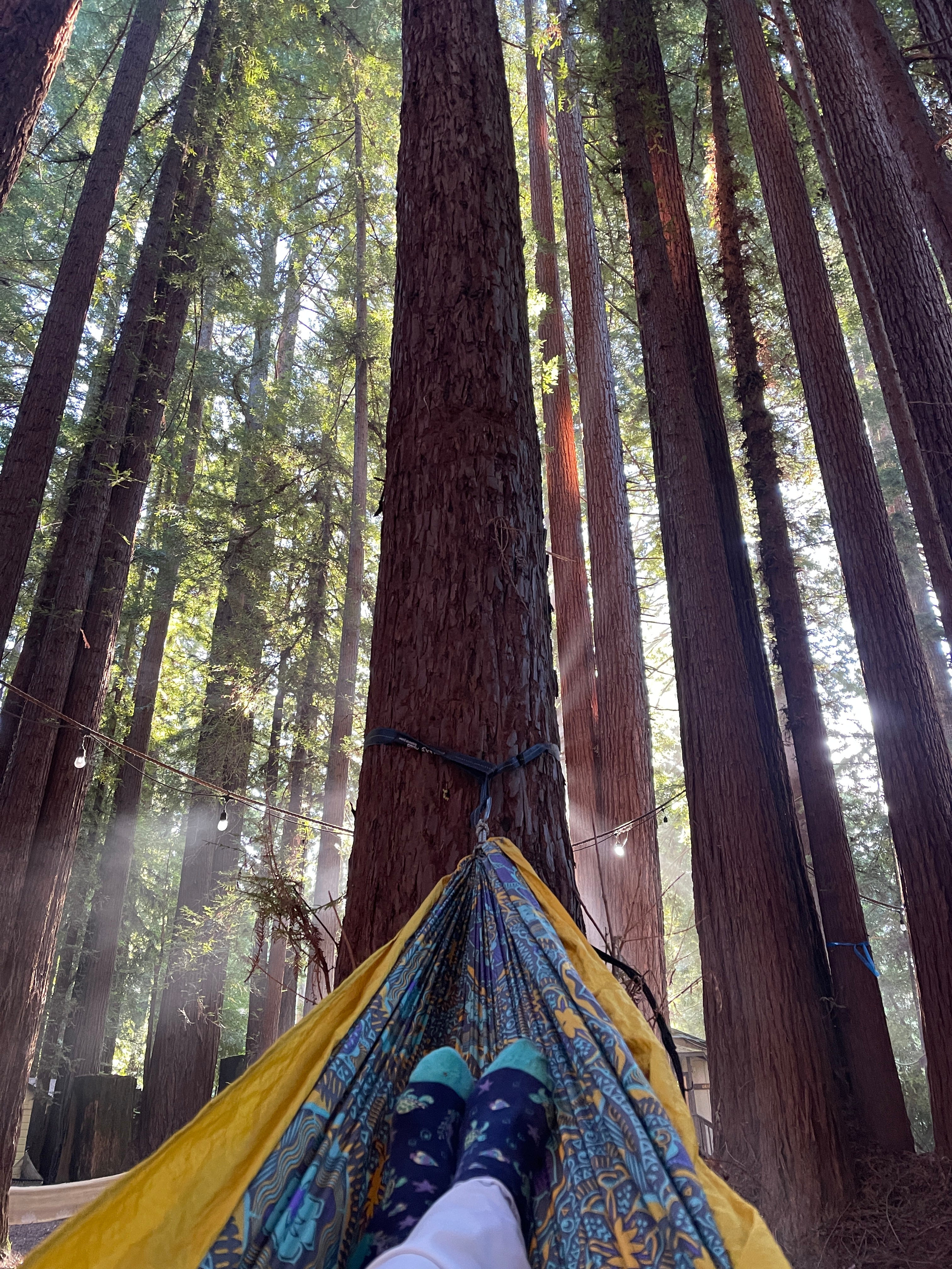 Red Ma-Lady in the Red woods