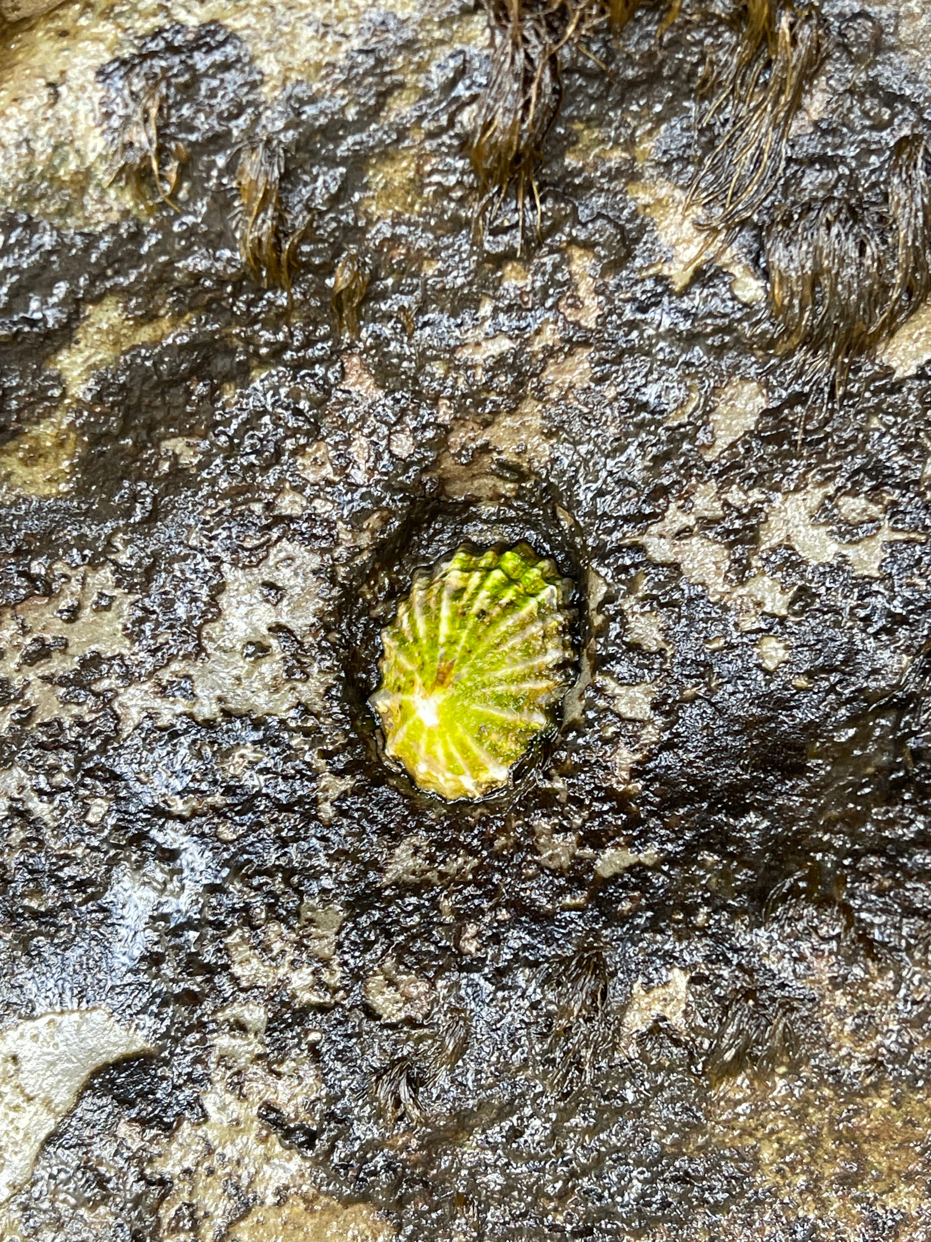 Memorizing my mother