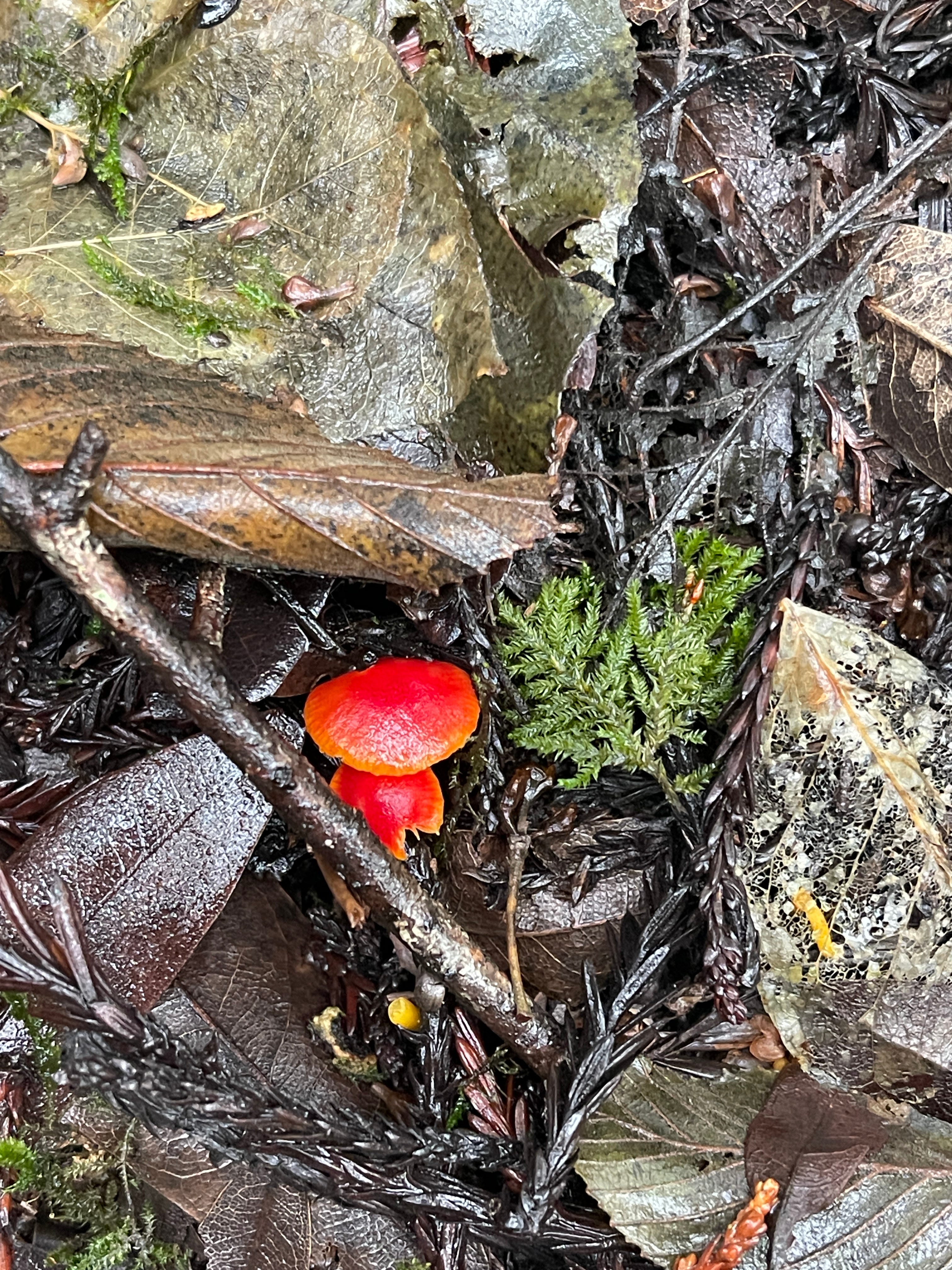 Rebels of Slowness: Cultivating beauty in the midst of the Chaos ♥️😜