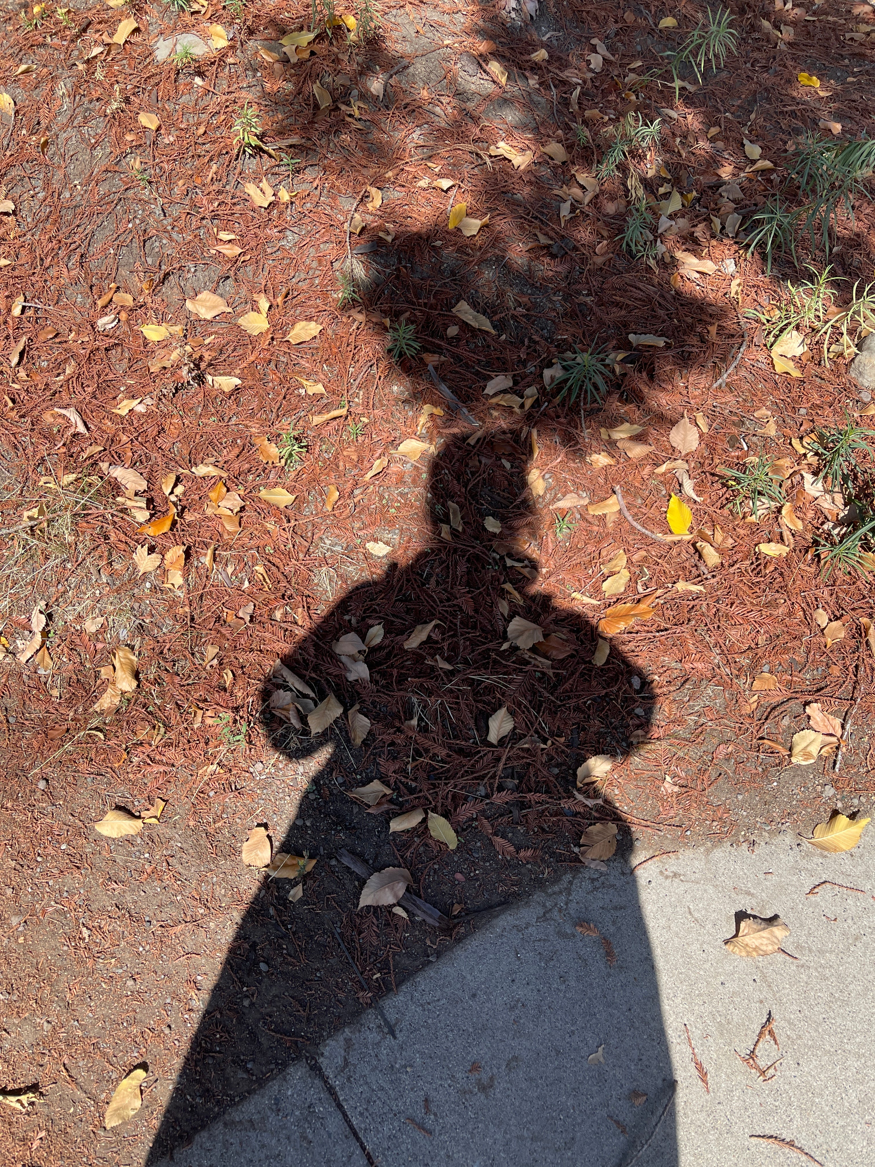 Finding Certainty in Uncertainty