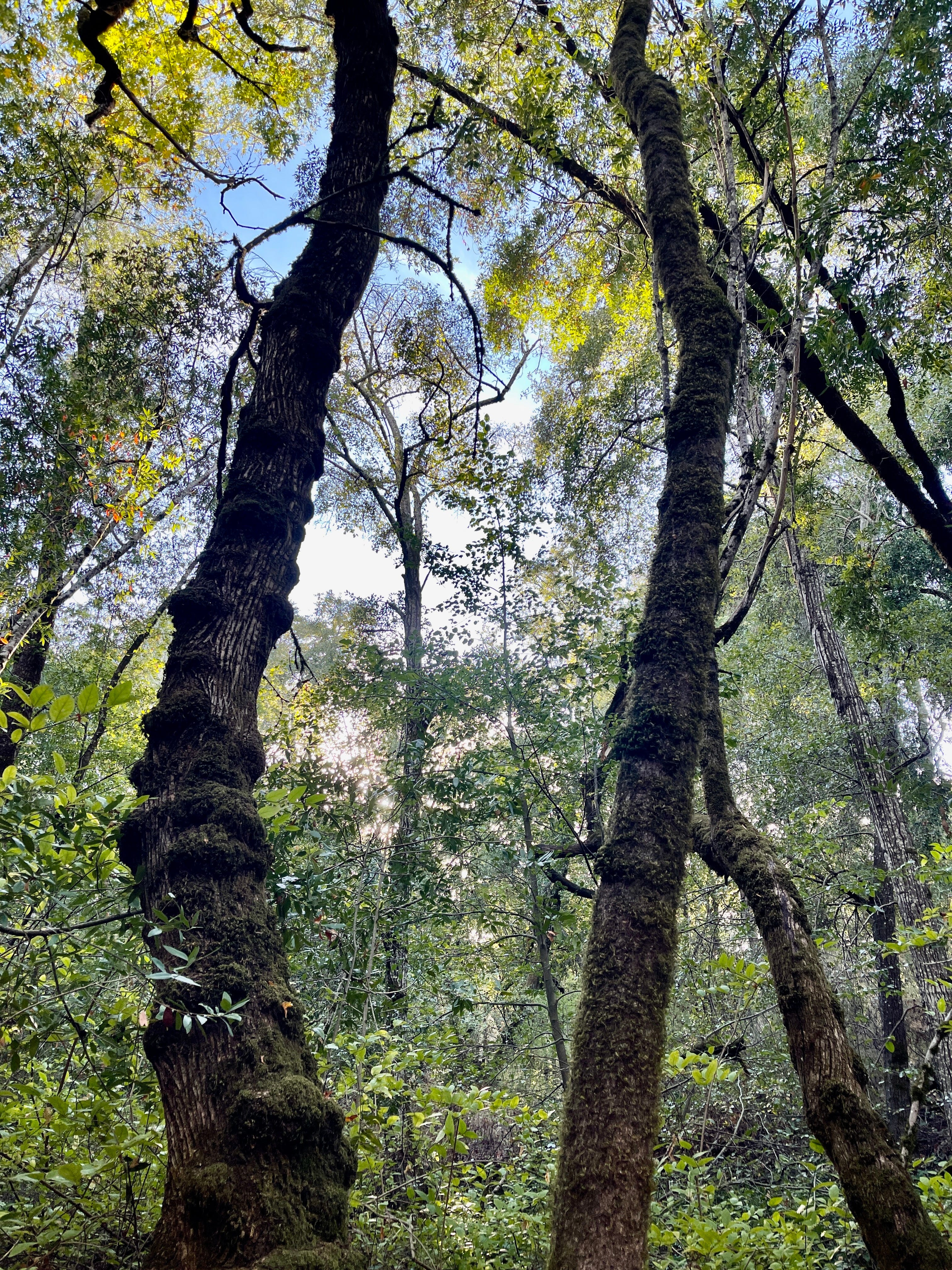 Falling in love and Dappled Green Light