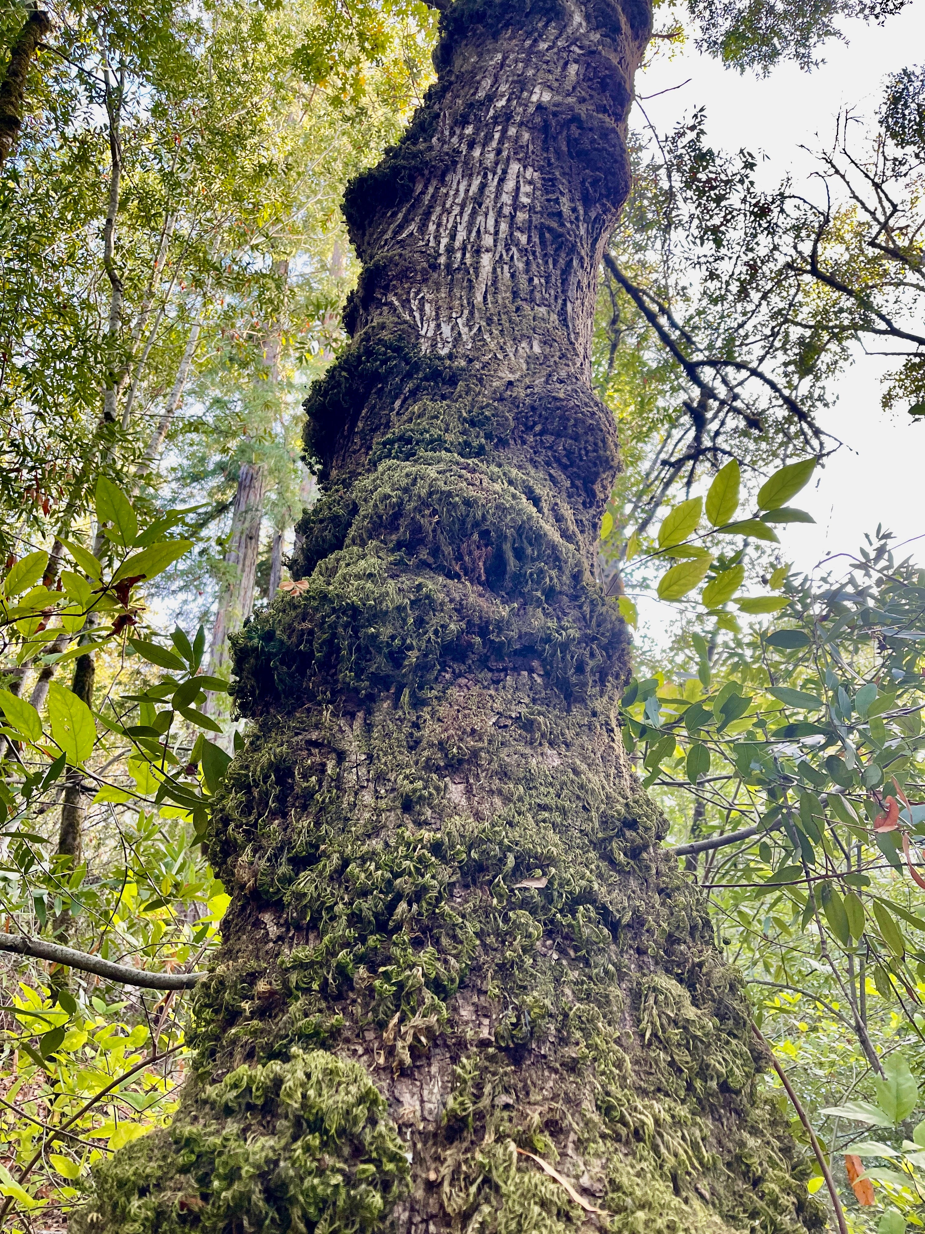 God and Moss and Sue