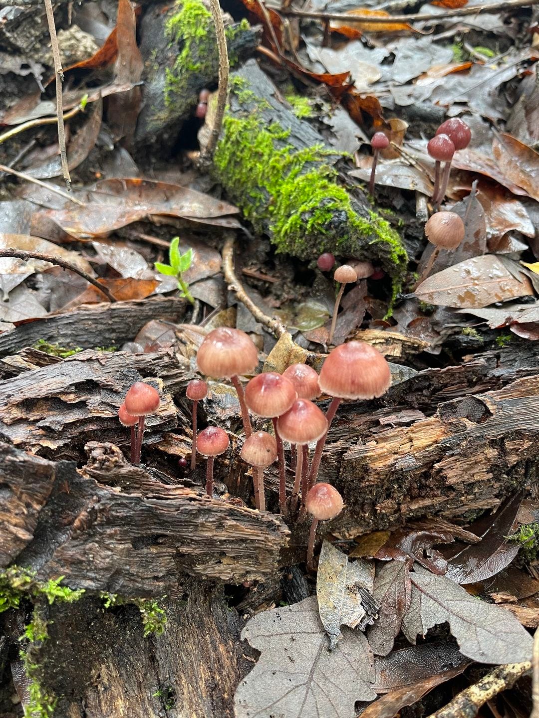 A Vigil to Honor my Father