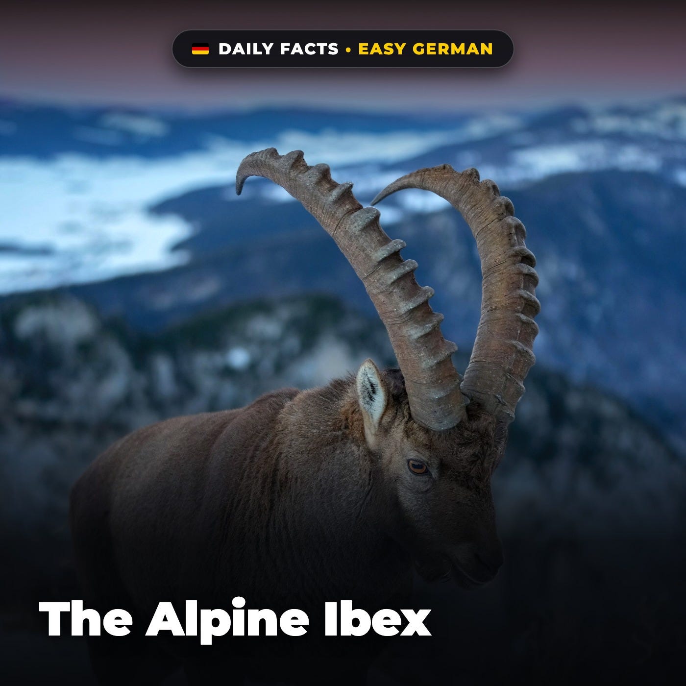 The Alpine Ibex in Easy German
