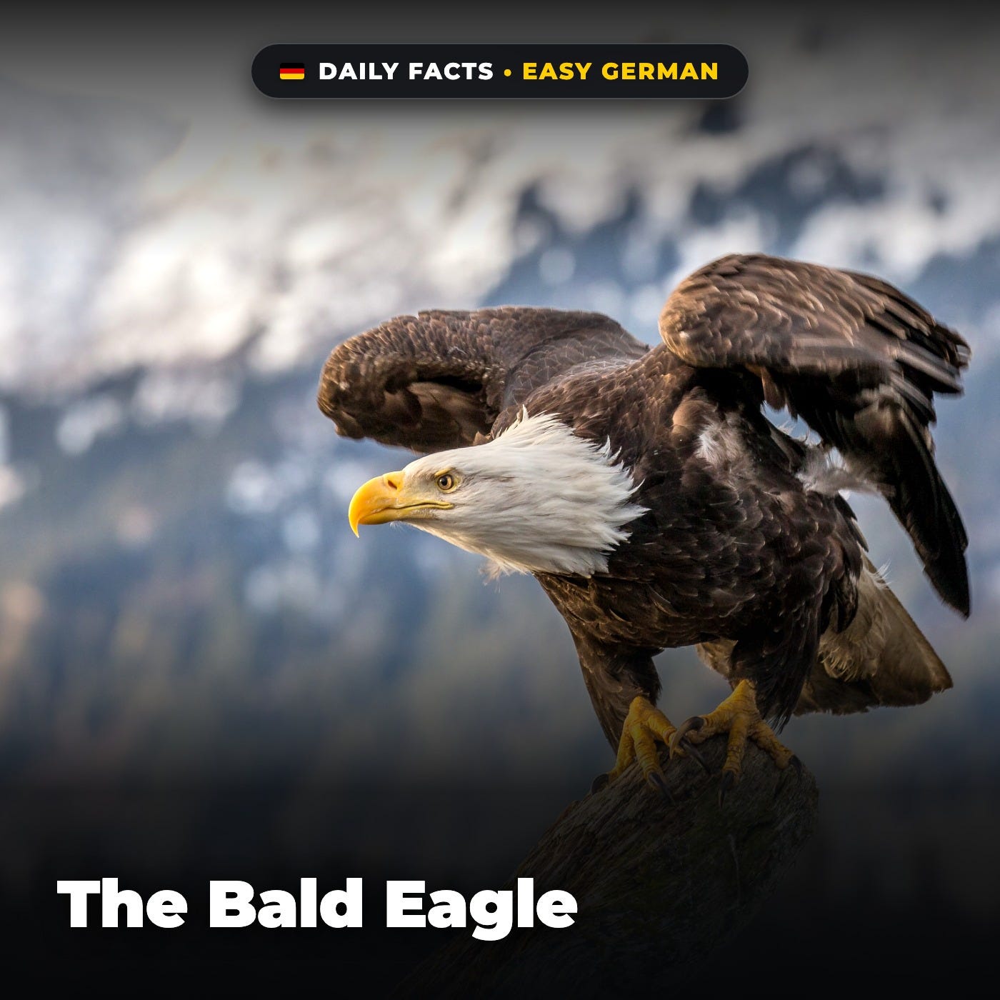 The Bald Eagle in Easy German