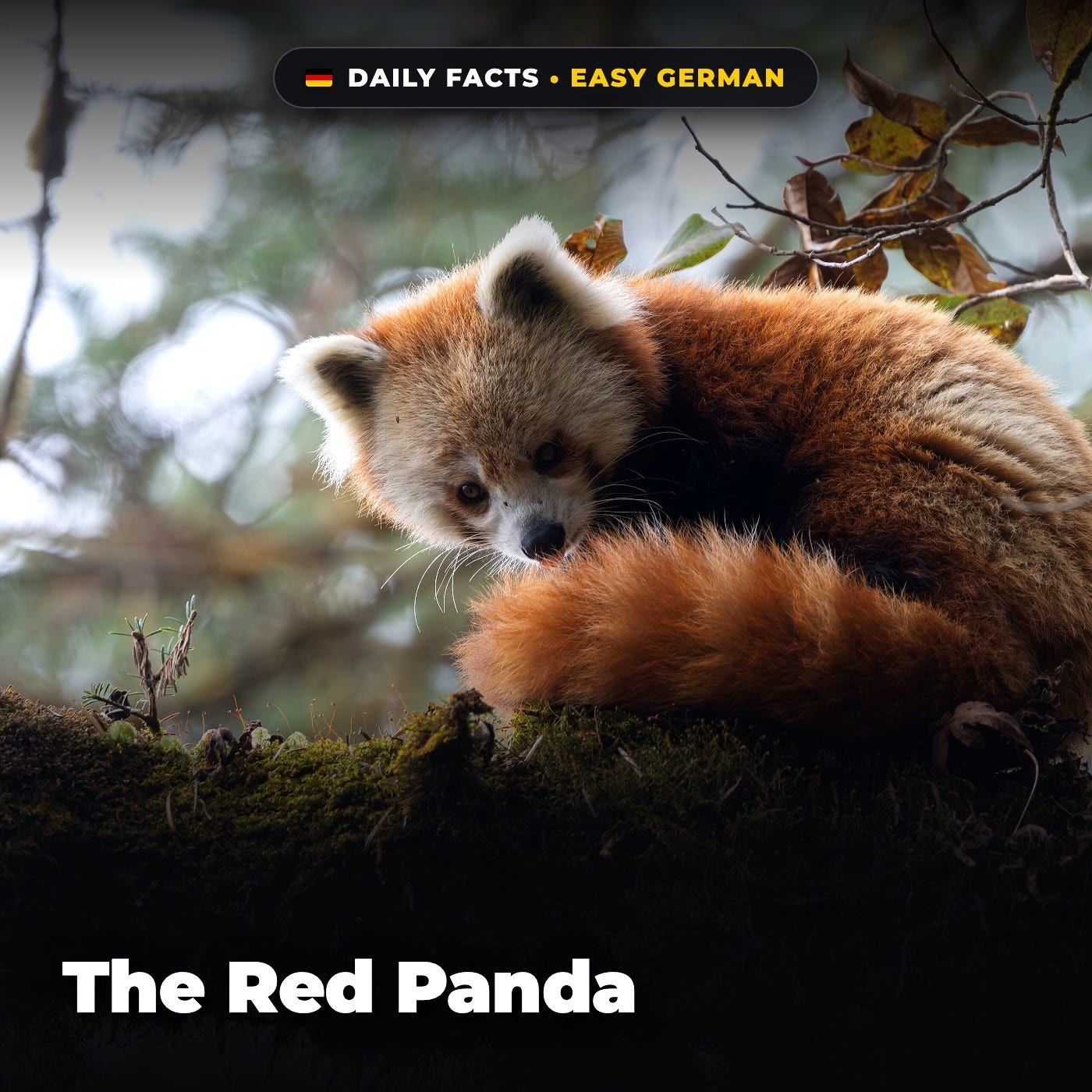 The Red Panda in Easy German