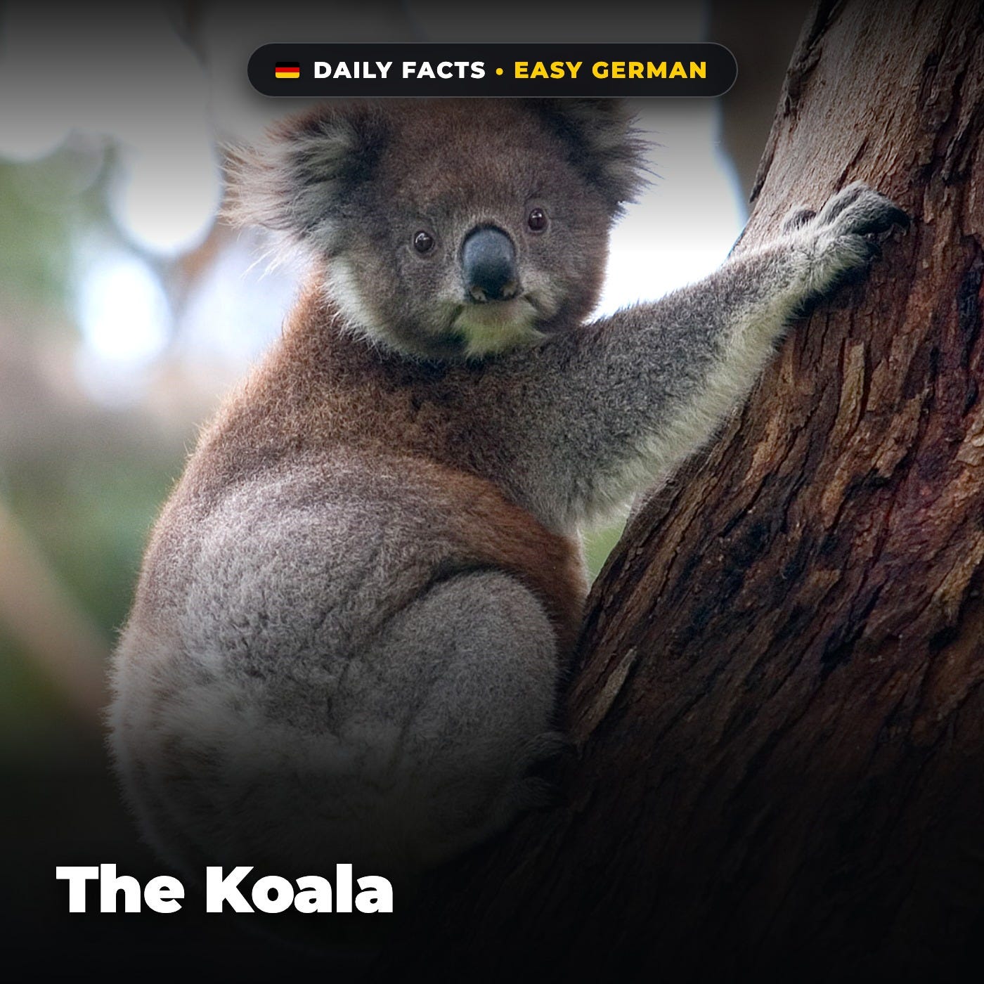 The Koala in Easy German