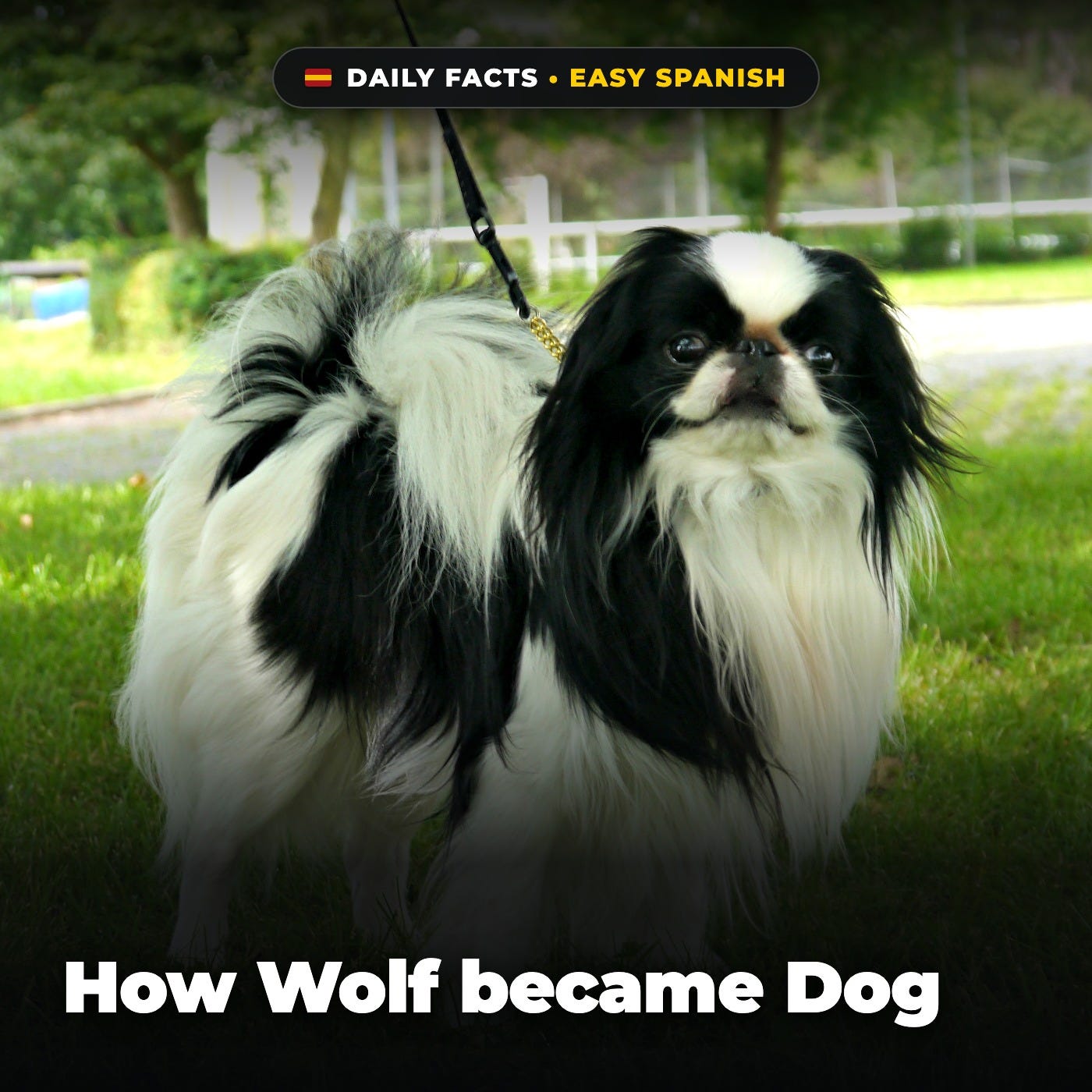 How Wolf became Dog in Easy Spanish episode artwork
