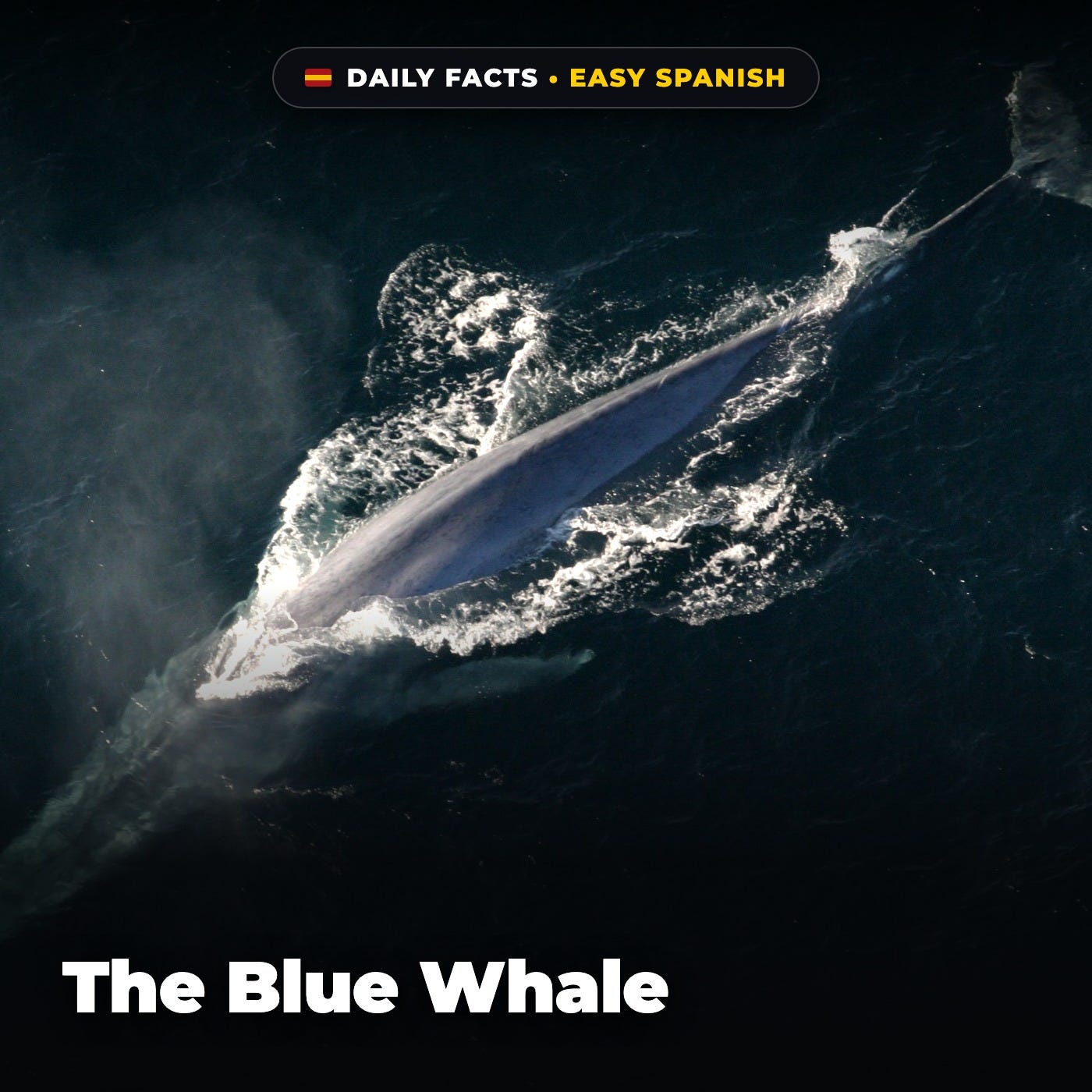 The Blue Whale in Easy Spanish episode artwork