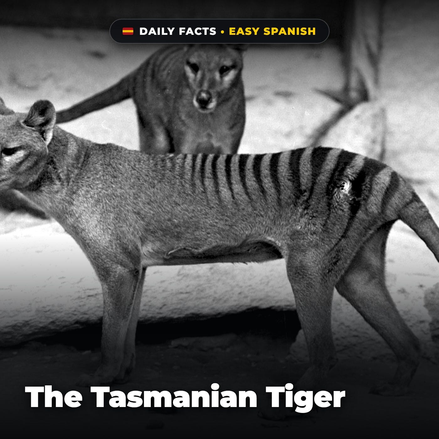 The Tasmanian Tiger in Easy Spanish episode artwork