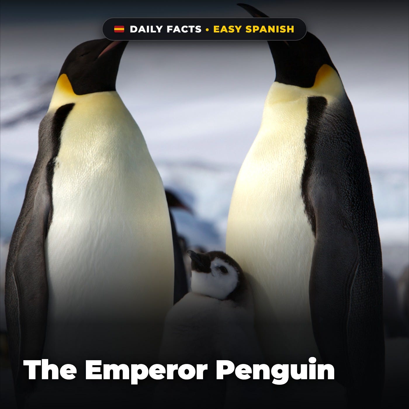 The Emperor Penguin in Easy Spanish episode artwork