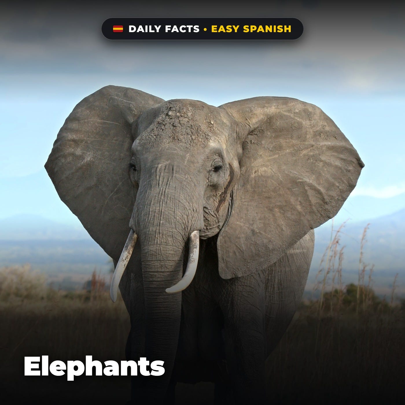 Elephants in Easy Spanish episode artwork