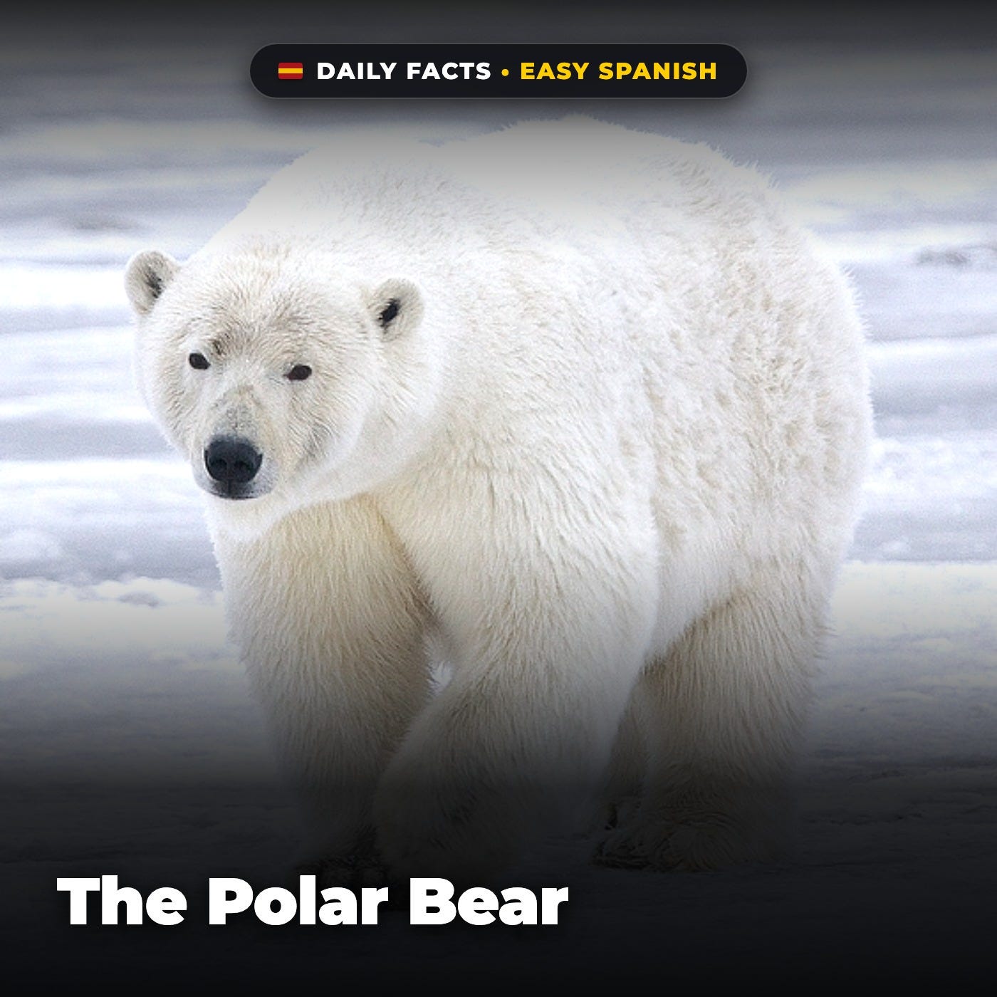 The Polar Bear in Easy Spanish episode artwork