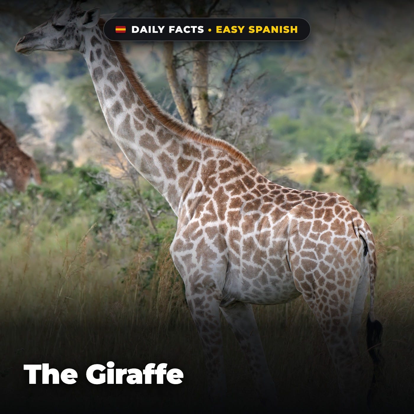 The Giraffe in Easy Spanish episode artwork