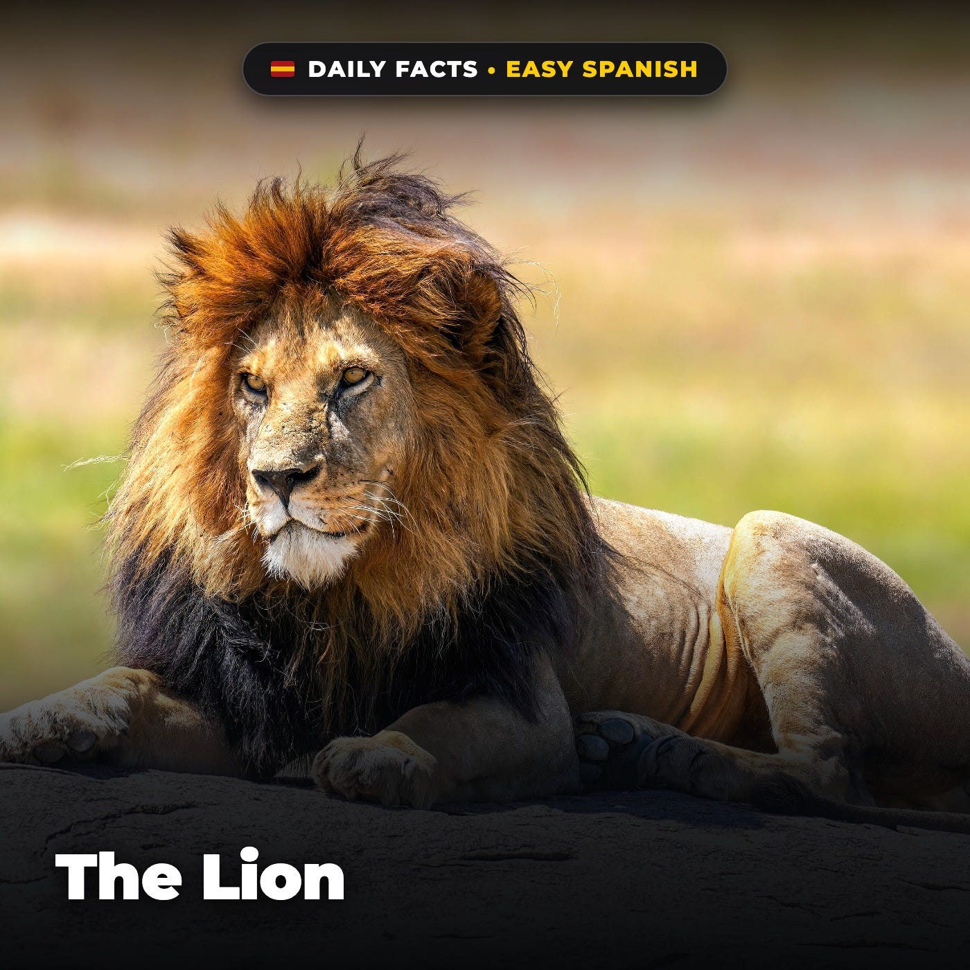 The Lion in Easy Spanish episode artwork
