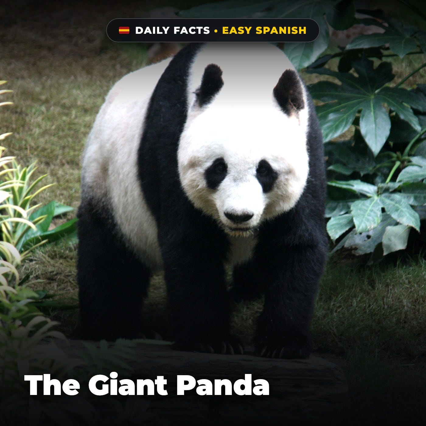 The Giant Panda in Easy Spanish episode artwork