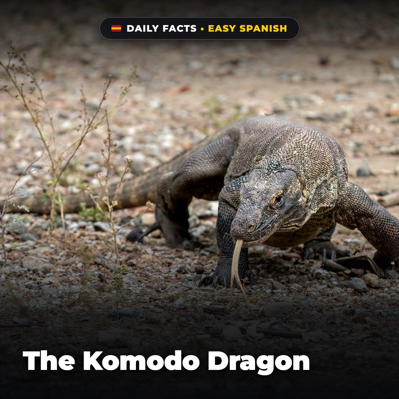 The Komodo Dragon in Easy Spanish episode artwork