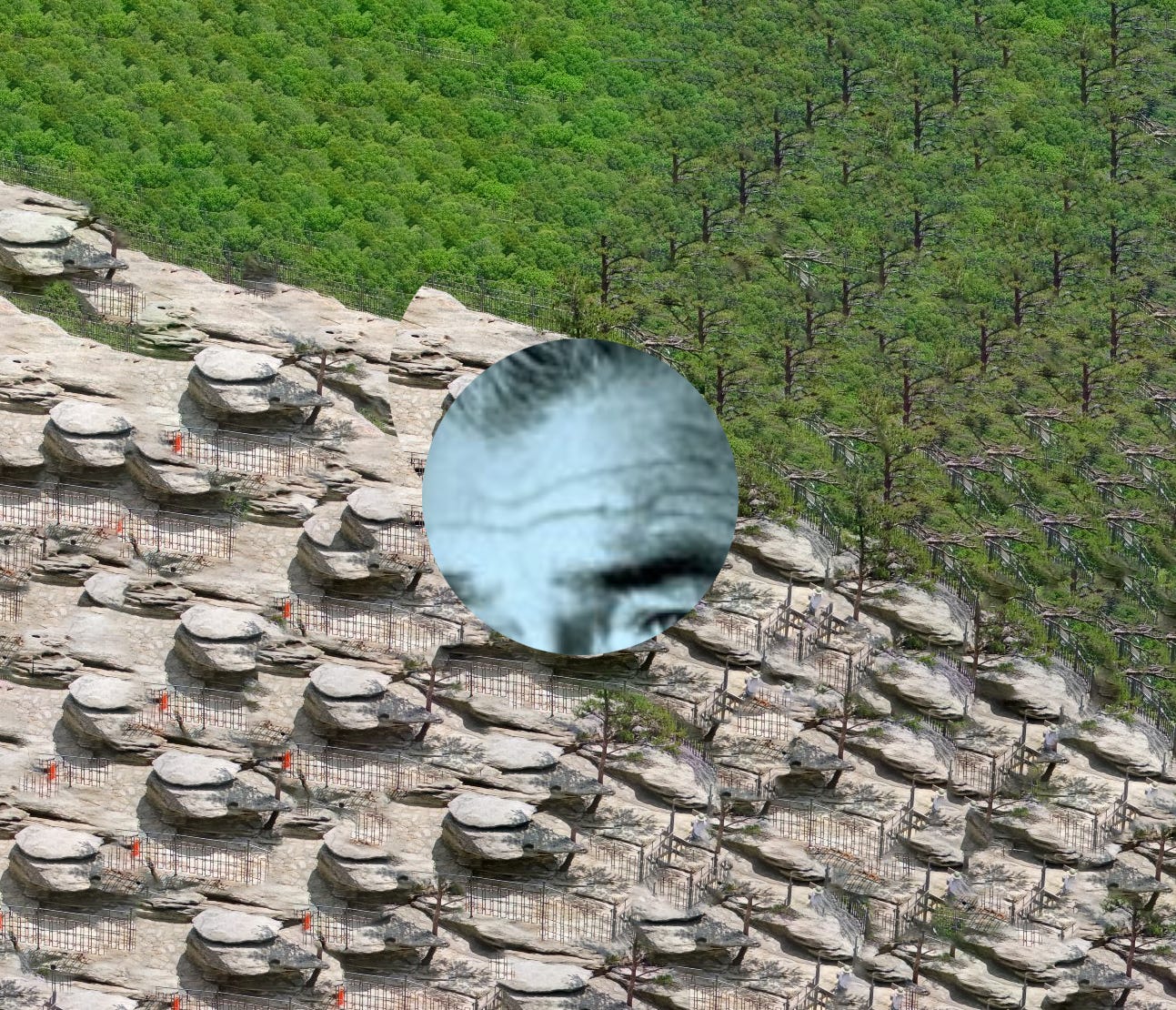 The Carousel Podcast