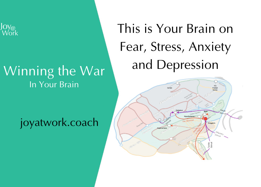This is Your Brain on Fear, Stress, Anxiety and Depression