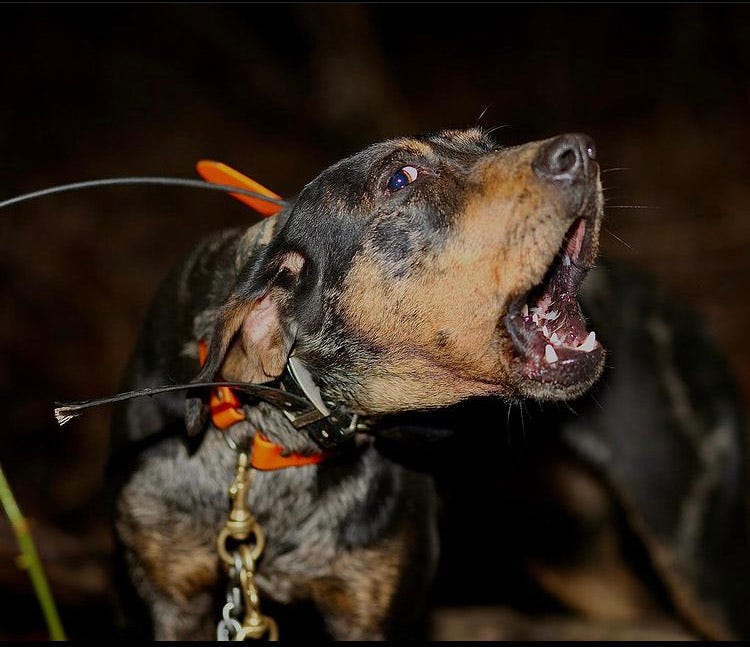 Hound on the Run - Audio Edition