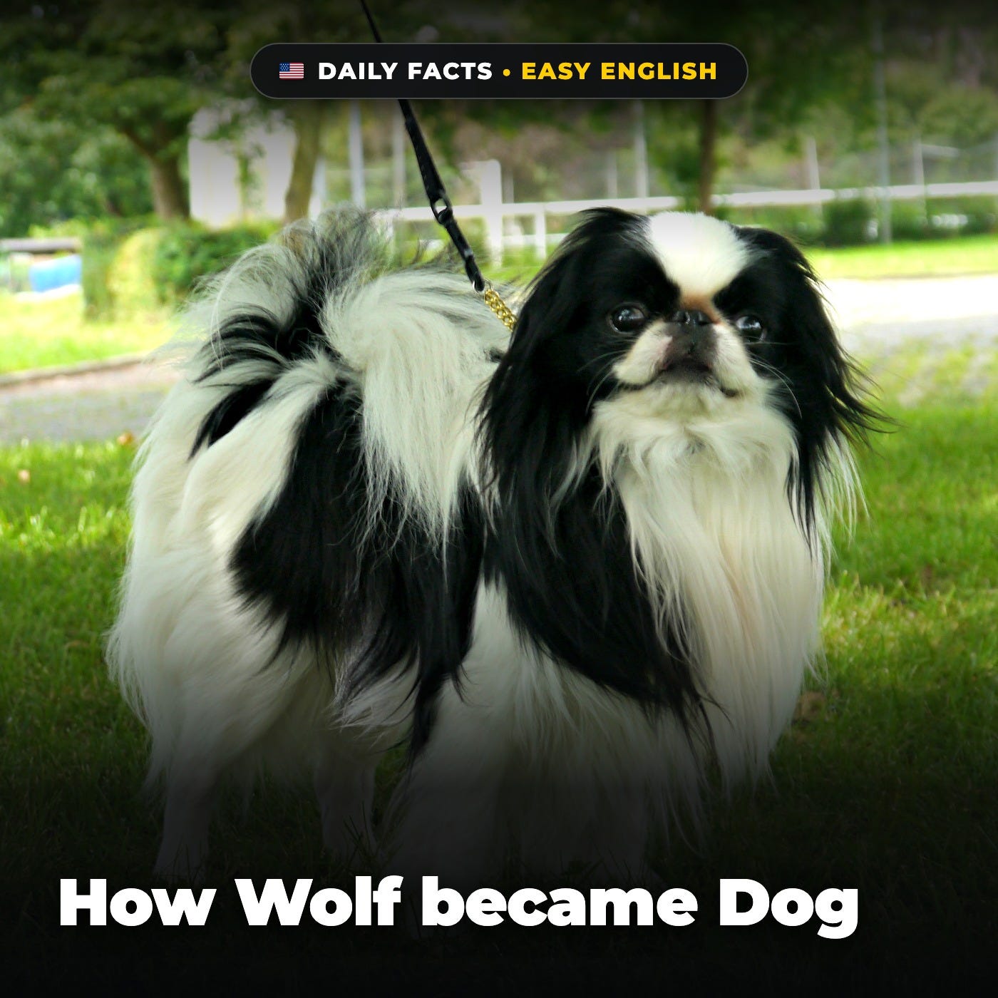 How Wolf became Dog in Easy English episode artwork