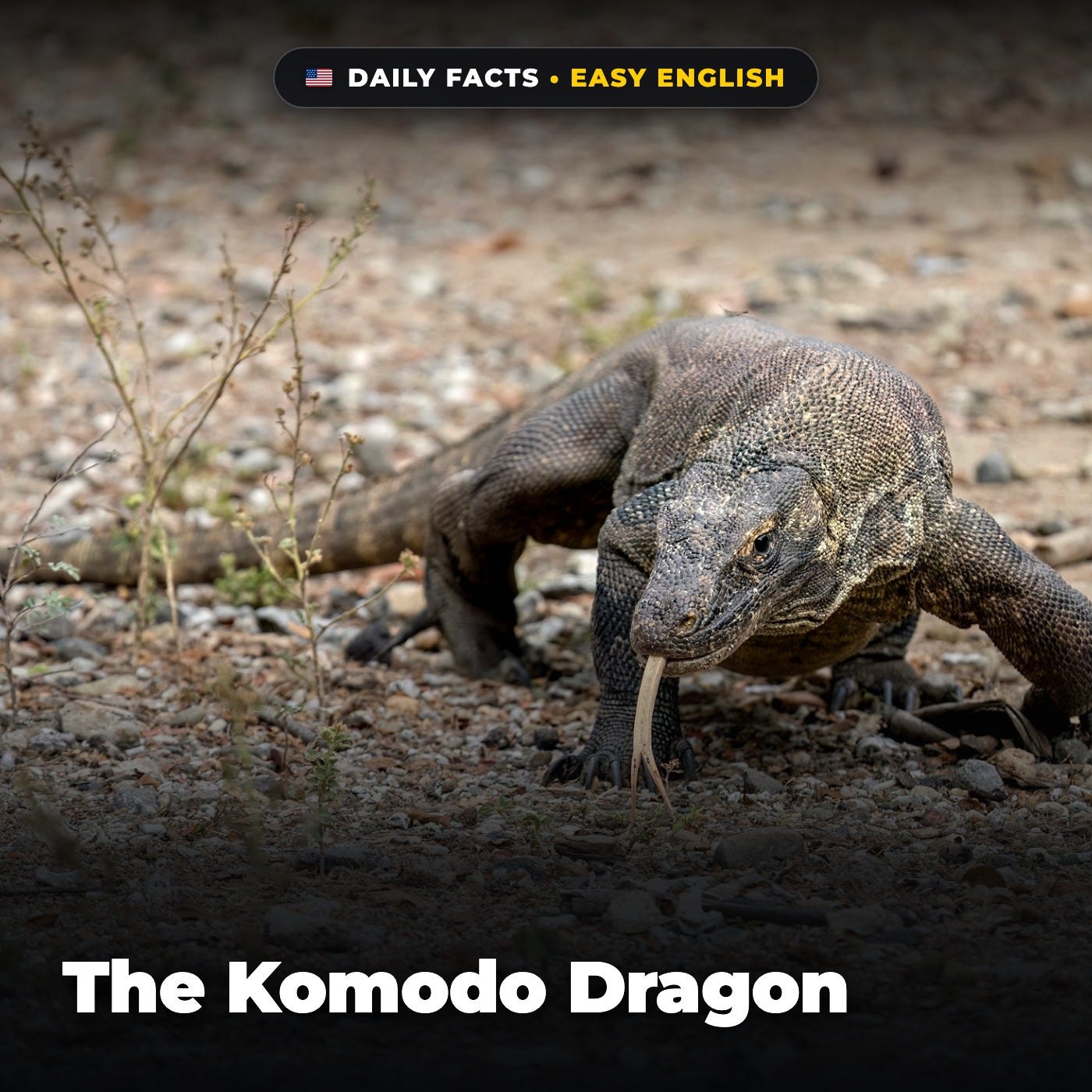 The Komodo Dragon in Easy English episode artwork