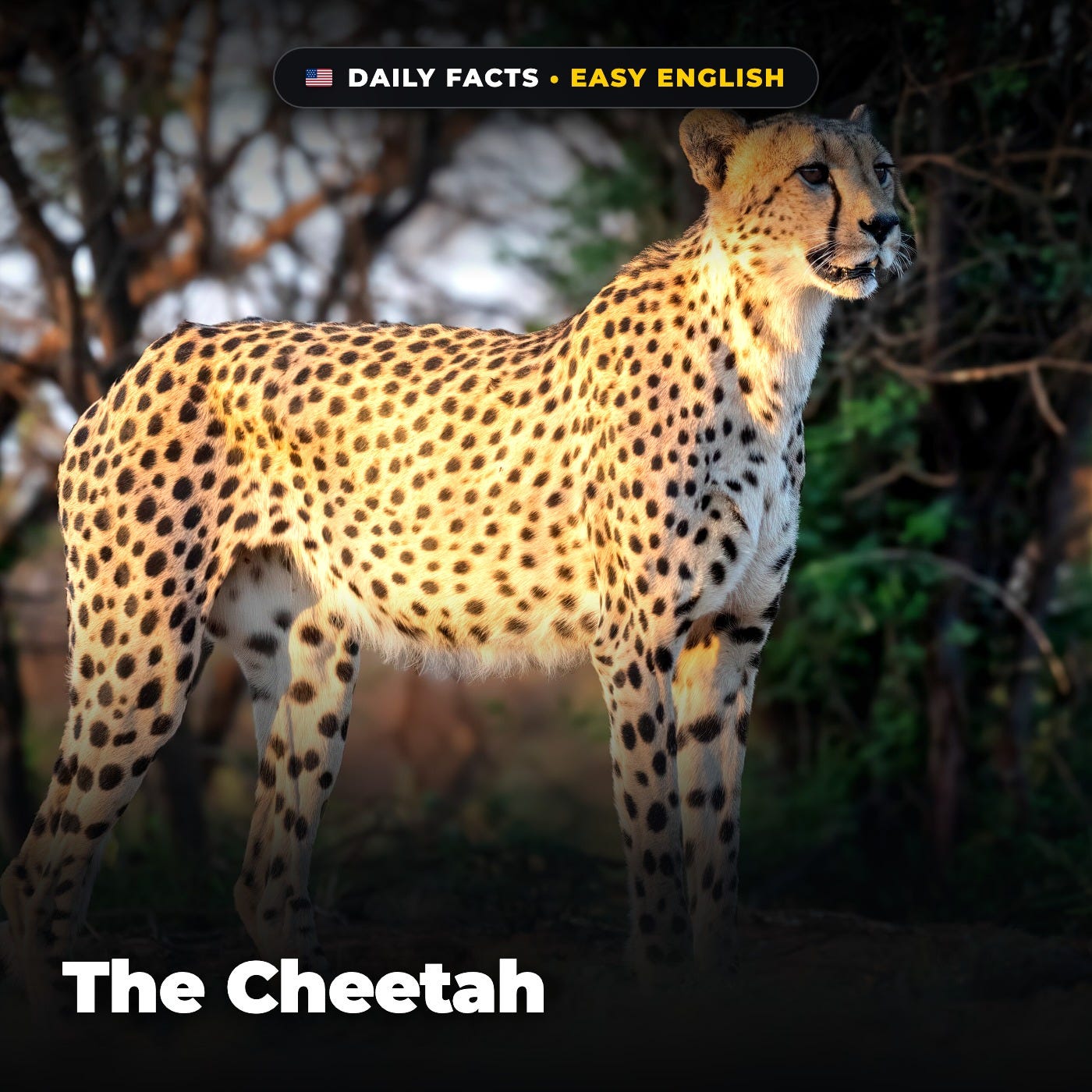 The Cheetah in Easy English episode artwork
